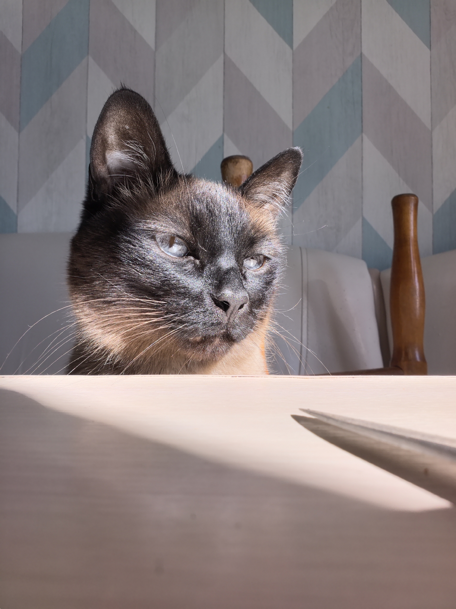 Siamese cat photographed at table in Froly, Russia