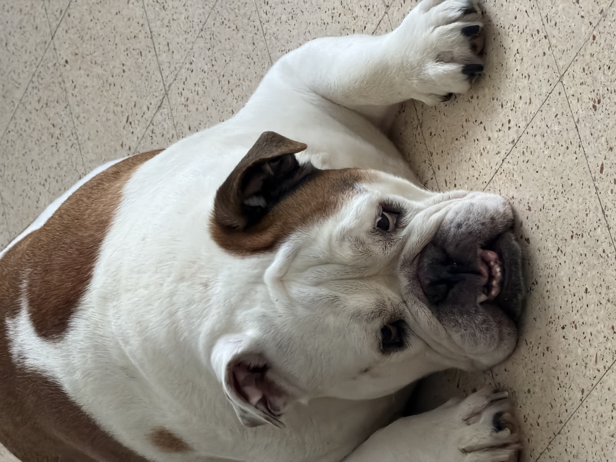 English Bulldog chilling on a tiled floor in Haifa