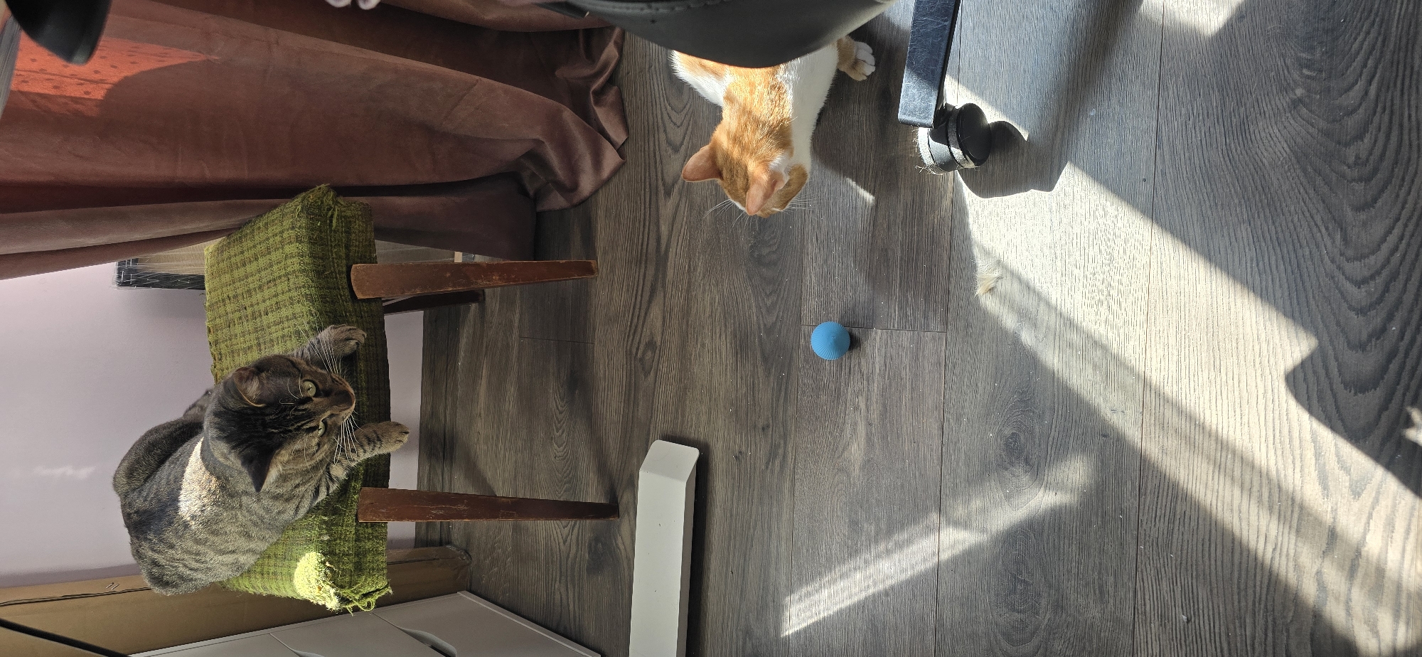 Two cats spotted indoors on sunny morning in Burgas