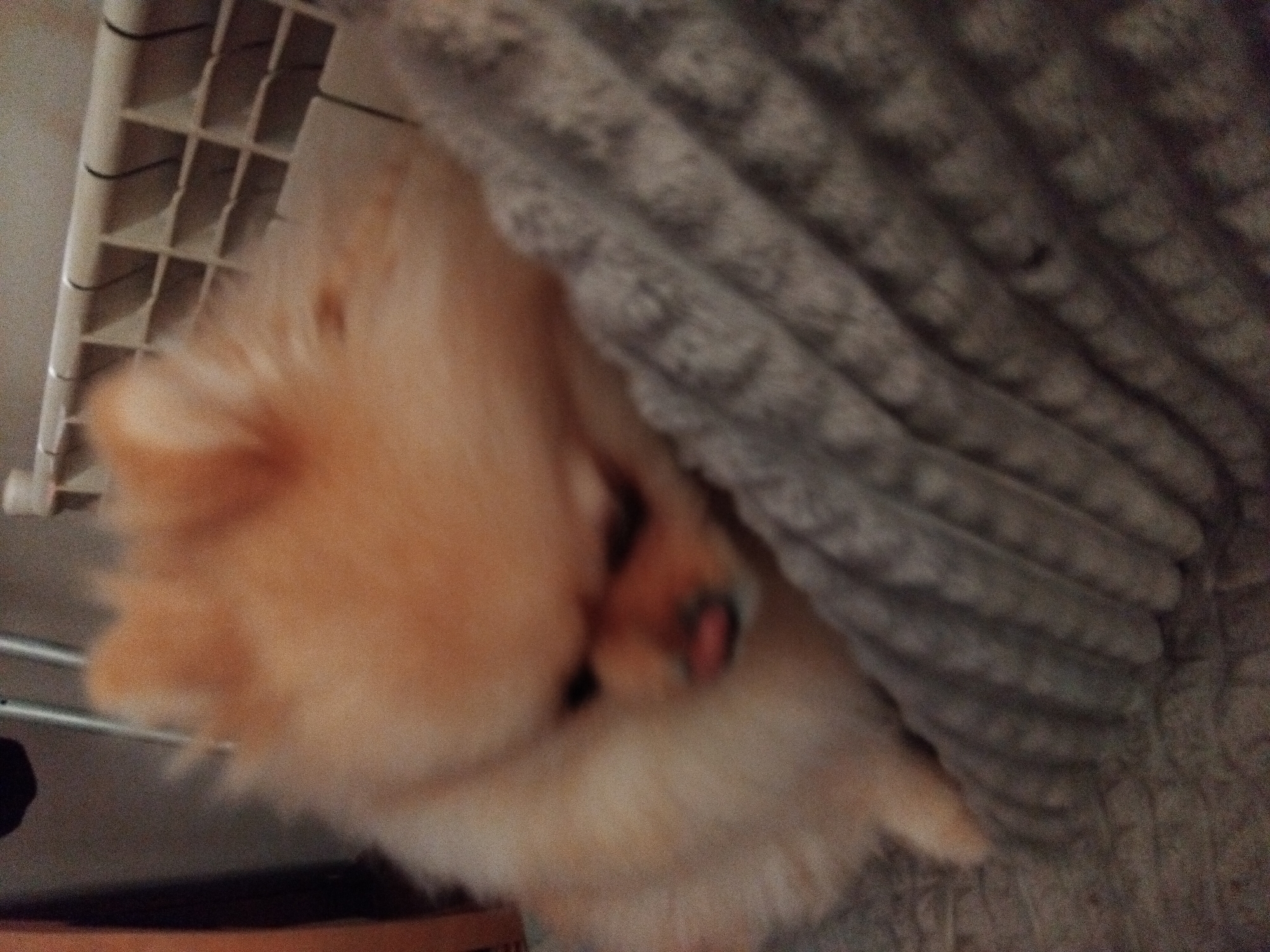Pomeranian puppy photographed resting indoors in Apriltsi, Bulgaria