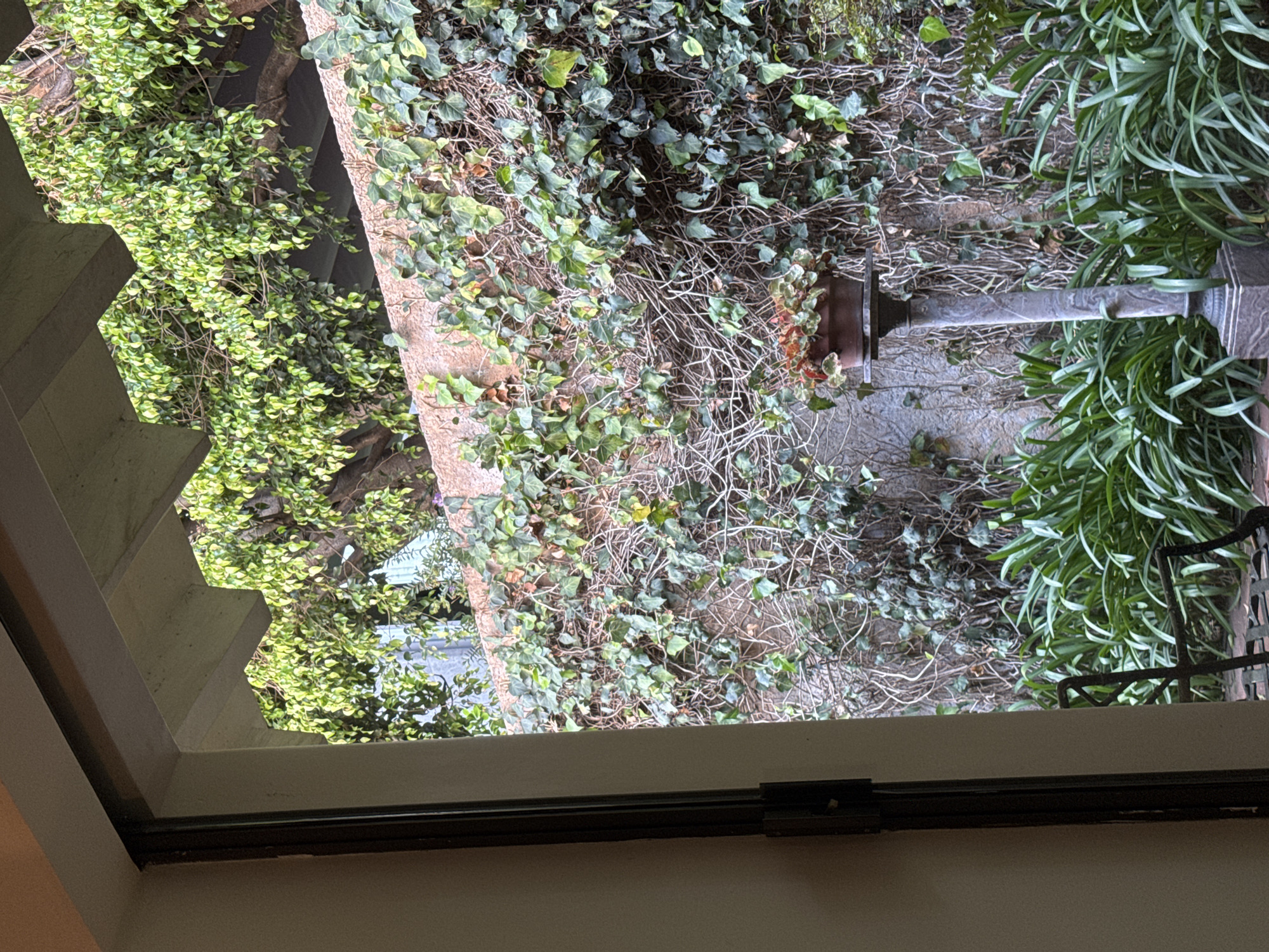 Window view captures lush garden scene in Mexico City