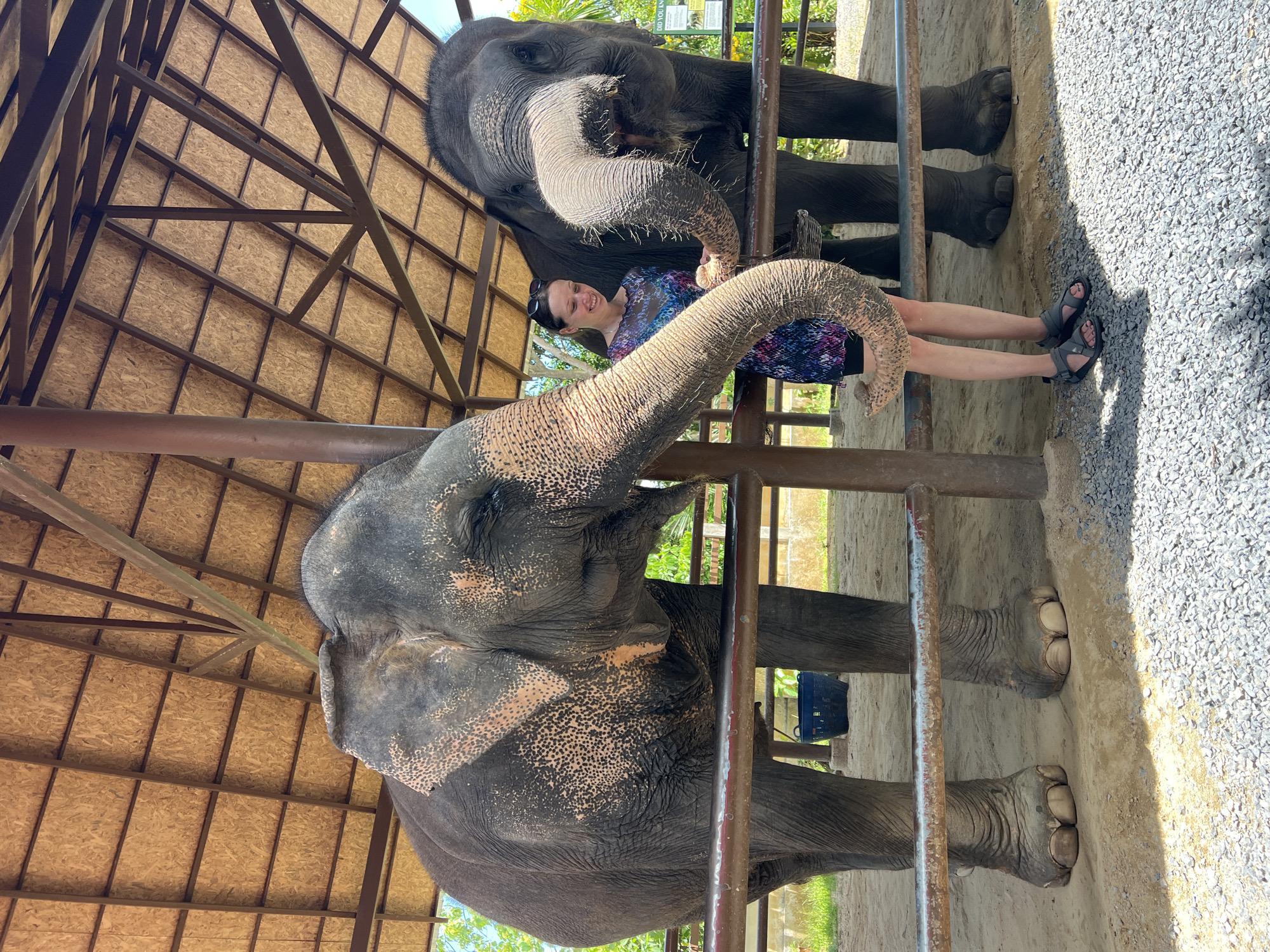 Woman interacts with elephants at Thailand sanctuary