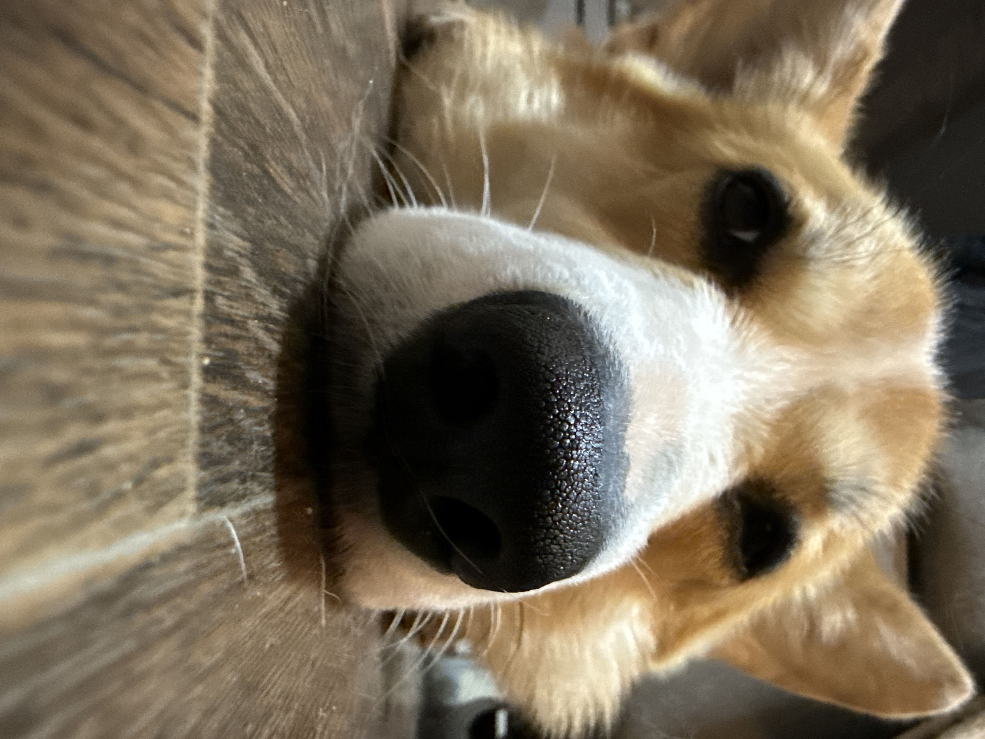 Pet photography session captures corgi and cat in Votkinsk home