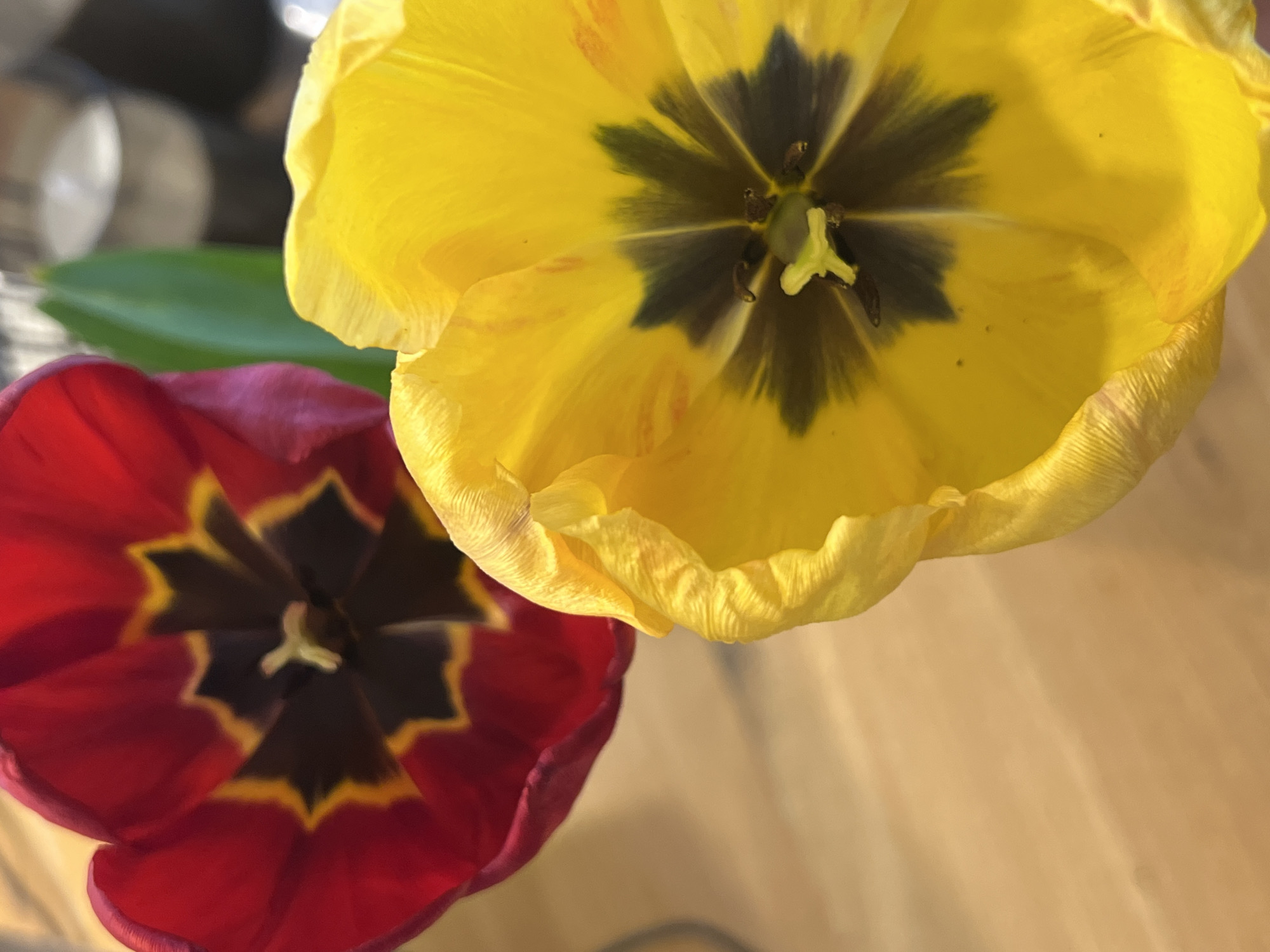 Yellow tulips photographed from above in Sofia, Bulgaria