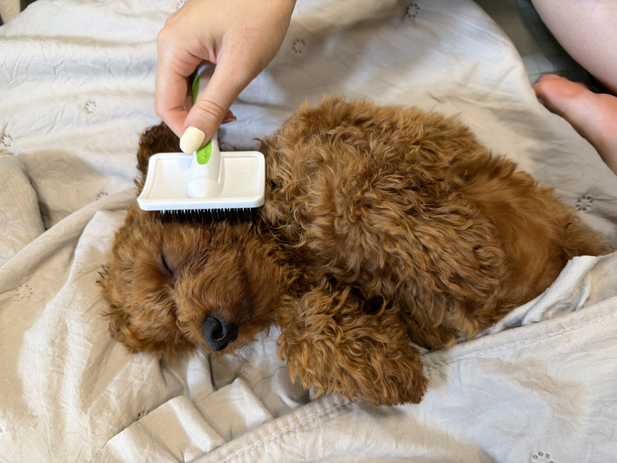 Reddish-brown poodle naps and gets groomed on a cozy bed