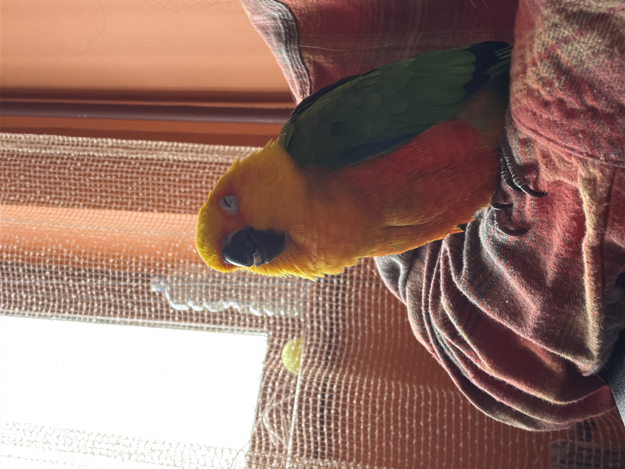 Colorful Sun Conure parrot spotted resting on person in Khimki