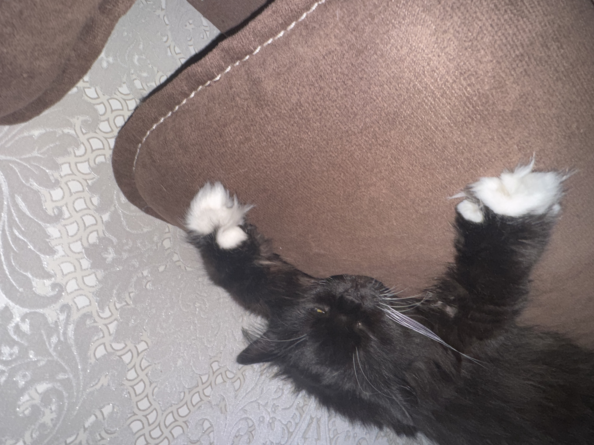 Cats taking over a Slonim apartment on a June afternoon
