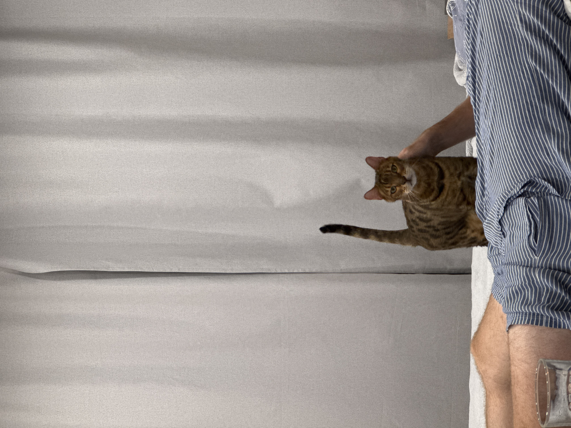 Tabby cat documented in casual interactions with owner