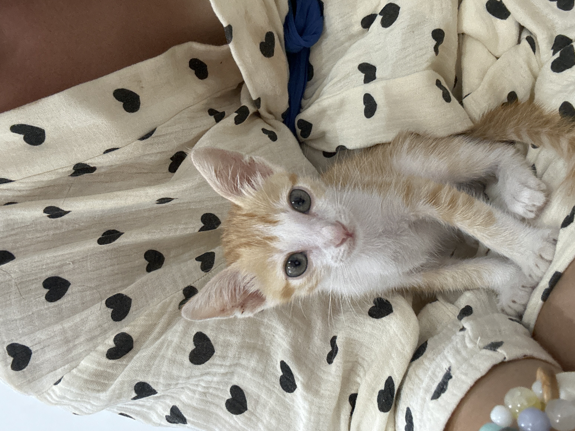 Family spends afternoon with new kitten in Mũi Né home