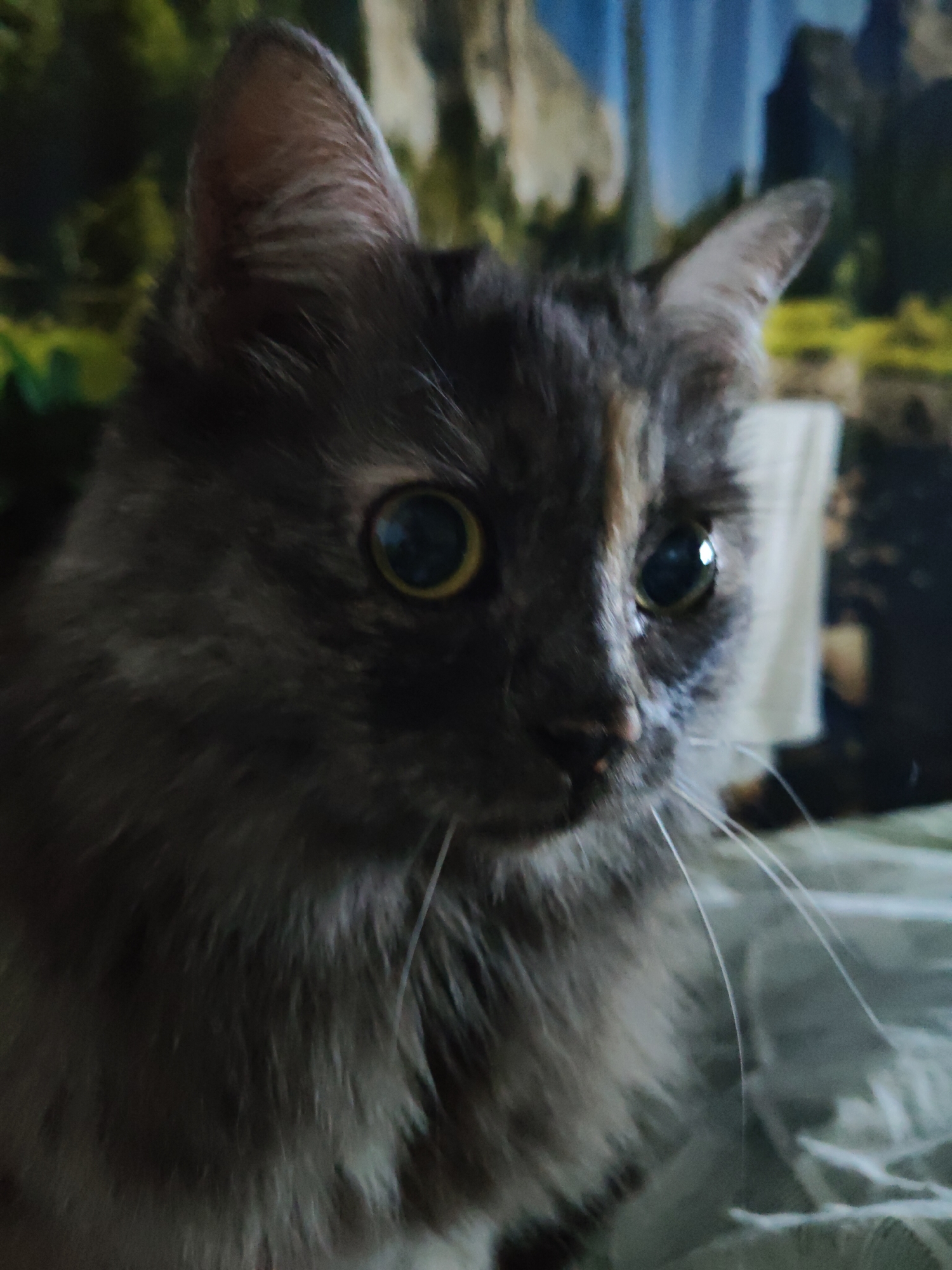 Three cats, three faces, one neighborhood in Russia
