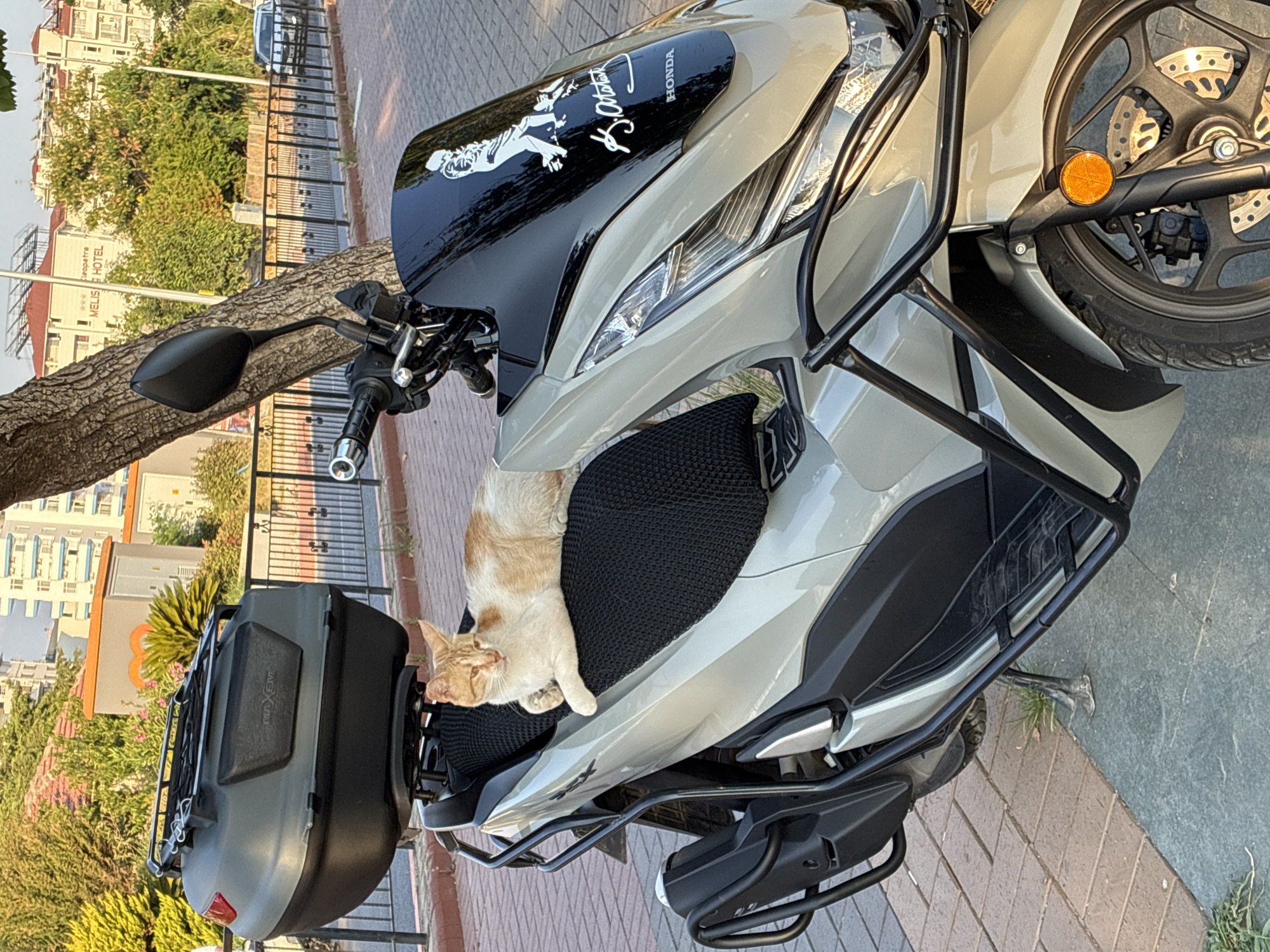 Beach views and a scooter cat, Alanya summer afternoon