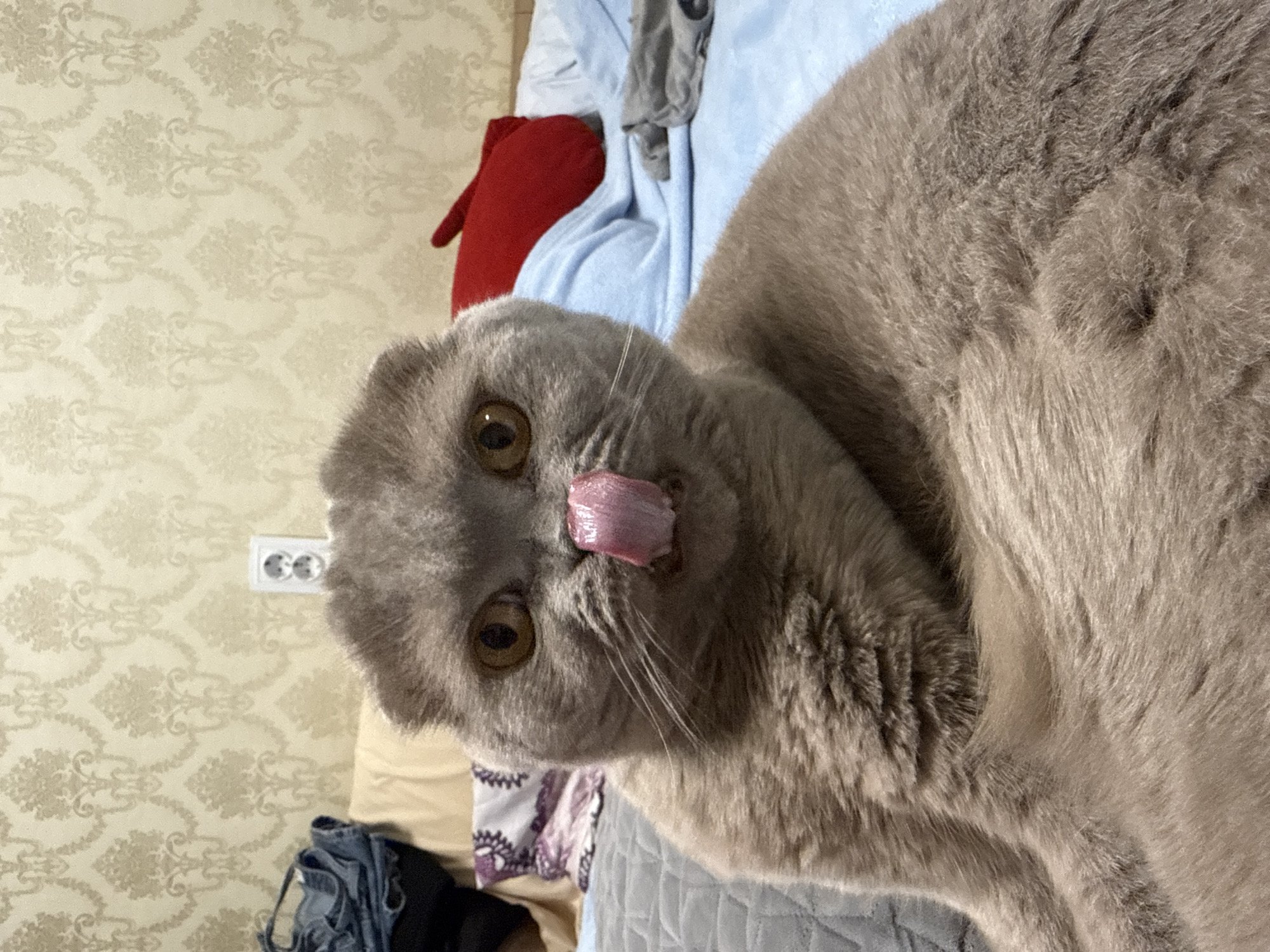 Scottish Fold cats rest and groom during evening in Moldova