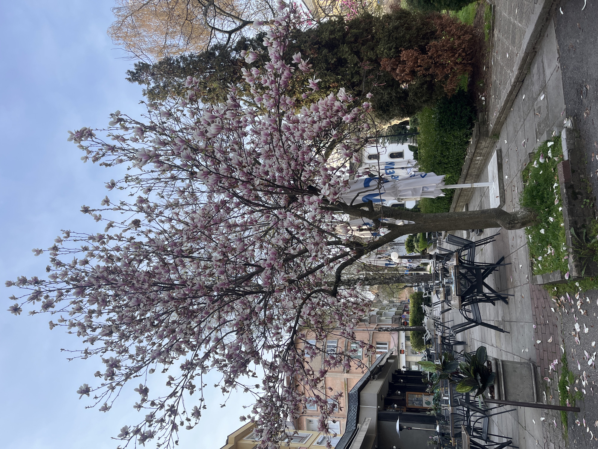 Spring blooms and traditional architecture observed in Gabrovo, Bulgaria