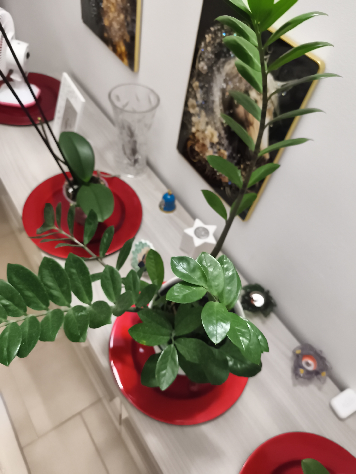 Houseplants, flowers, and everyday objects inside a Livorno home