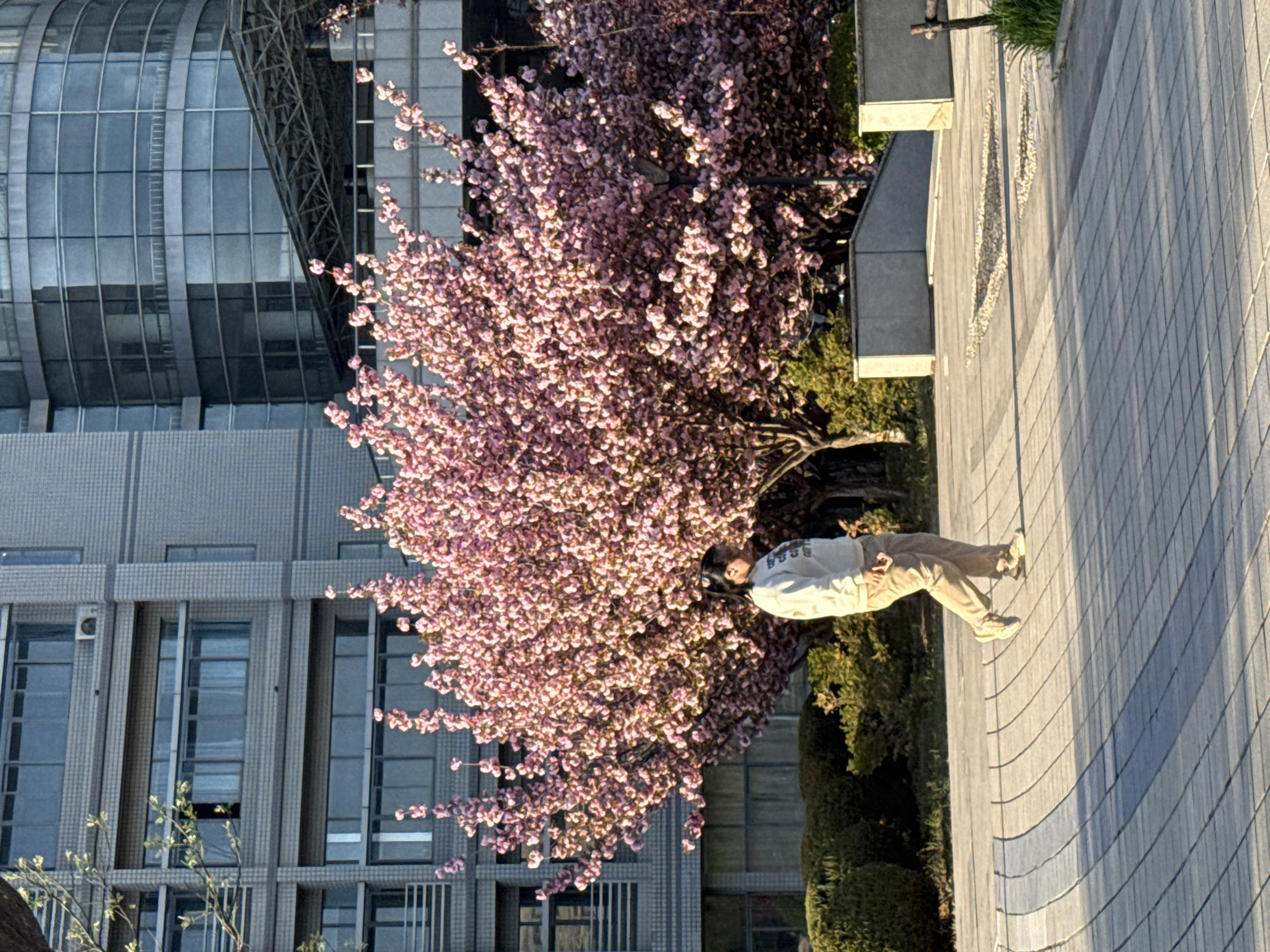 Spring cherry blossom viewing documented in Zhongtun, China