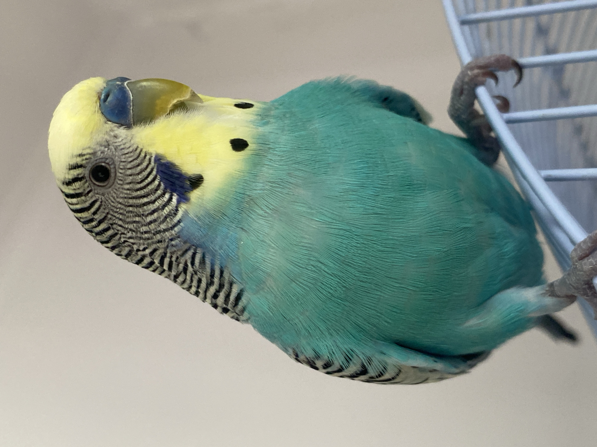 Domestic life documented: Pomeranian, budgerigars, and blonde child observed