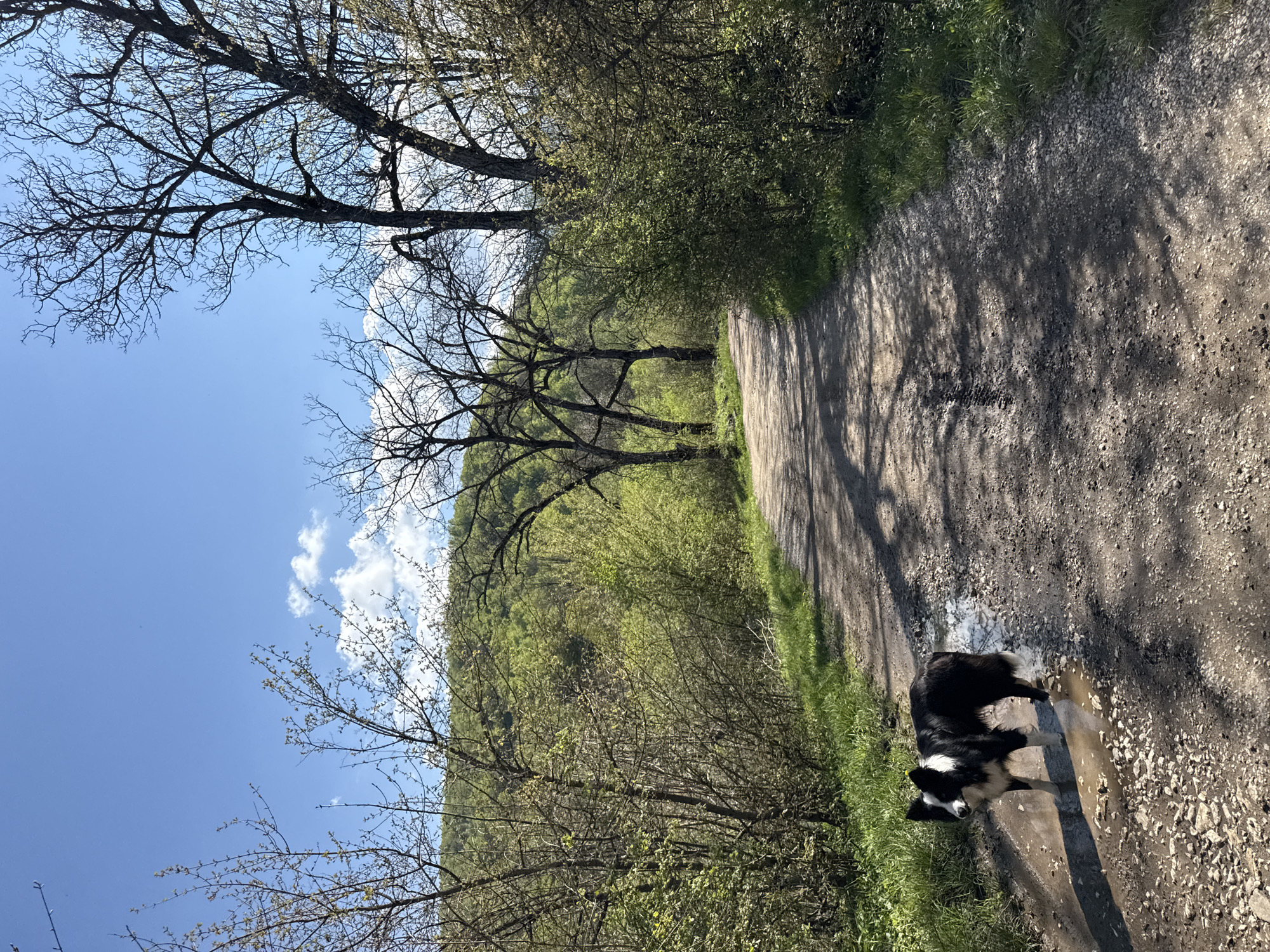 Border Collie enjoys spring stream near Berkovitsa, Bulgaria