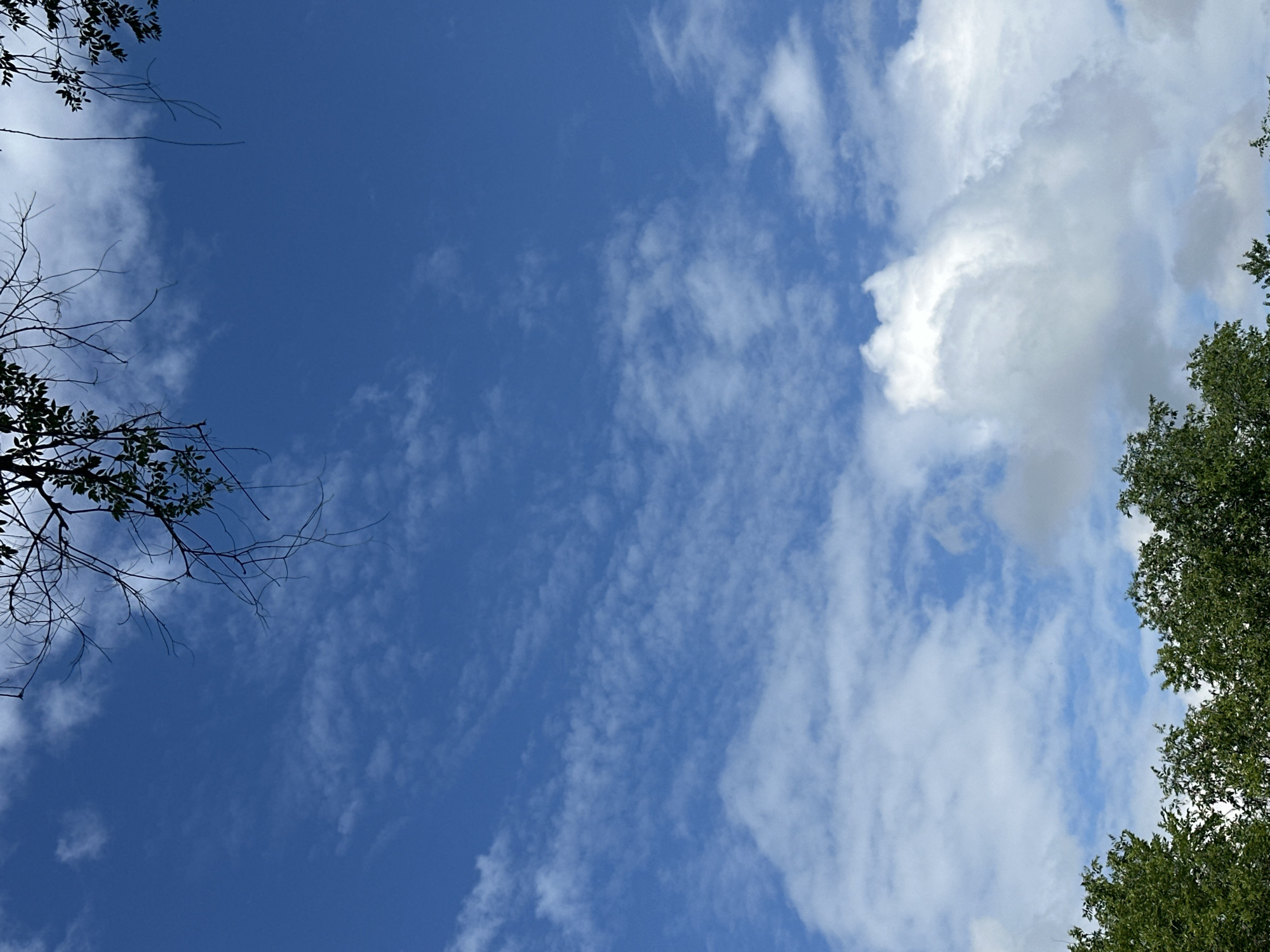 Summer garden morning: ripe fruit, wild mushrooms, and blue skies