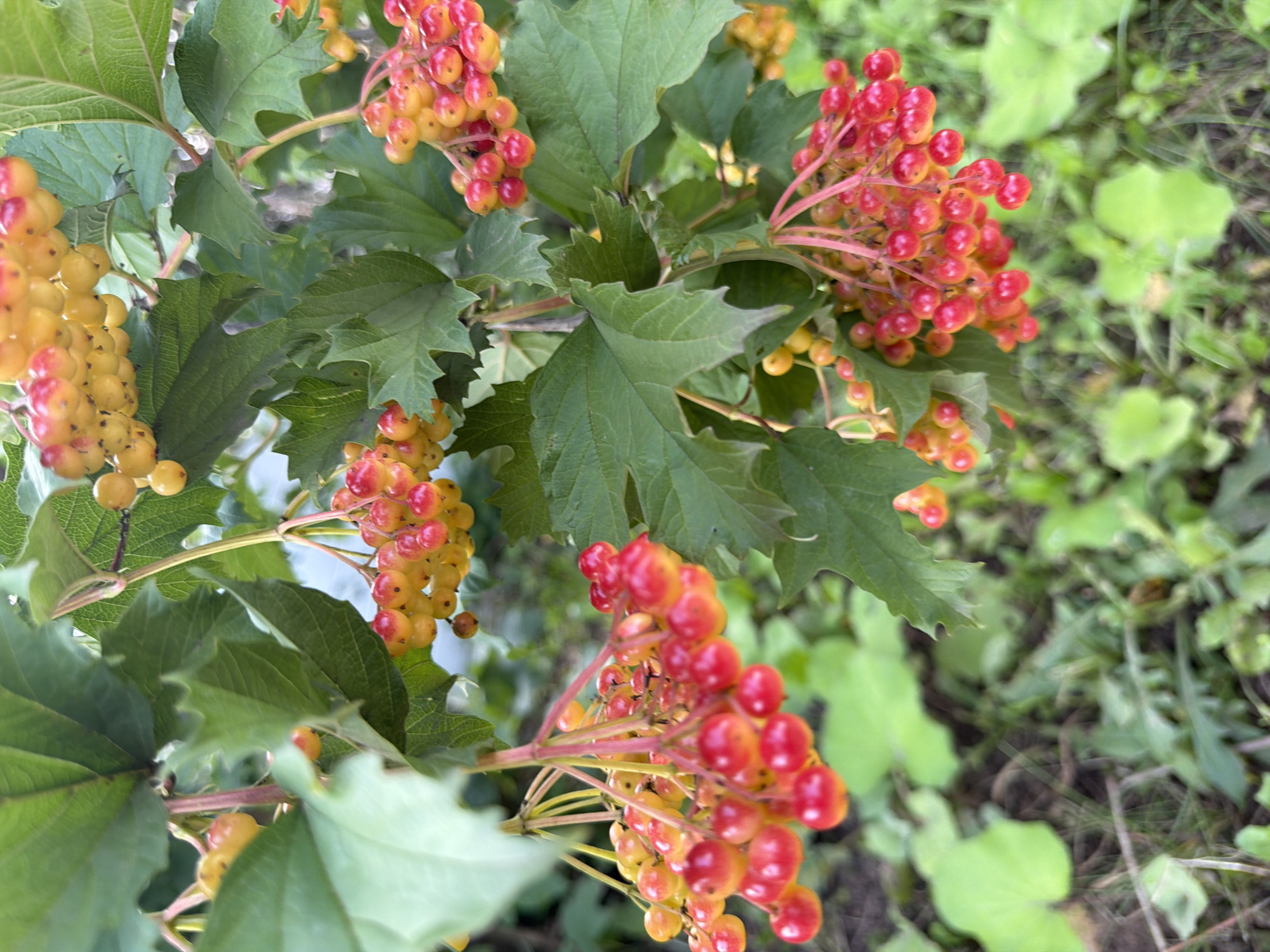 Berries and pine foliage in a Russian summer garden