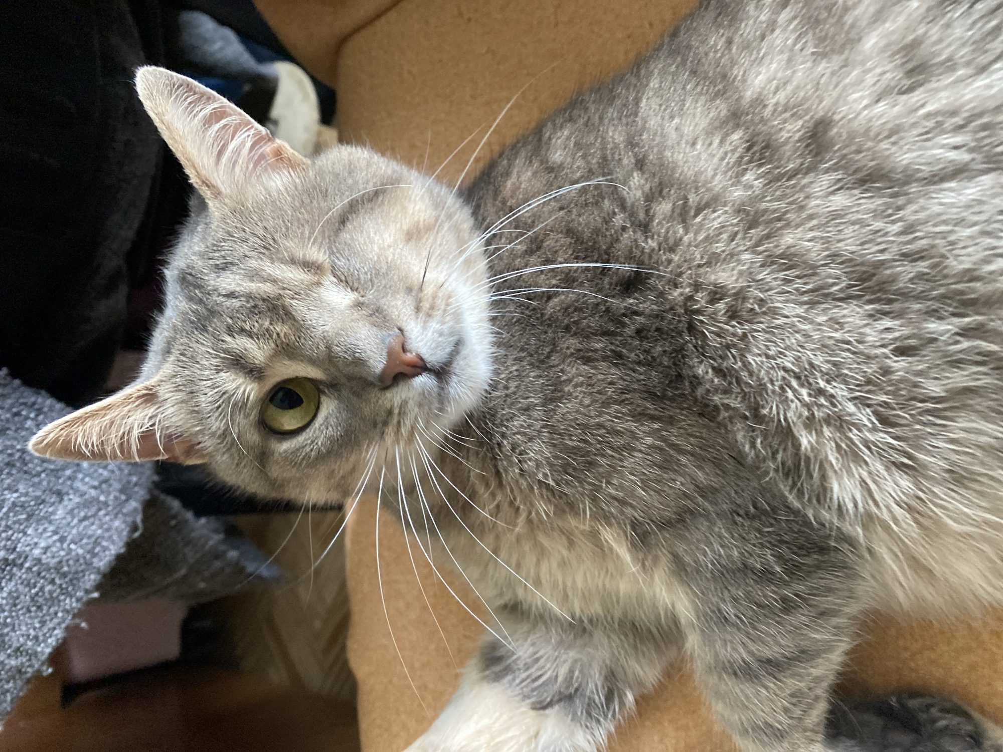 Gray tabby cat lounging and grooming on an orange surface