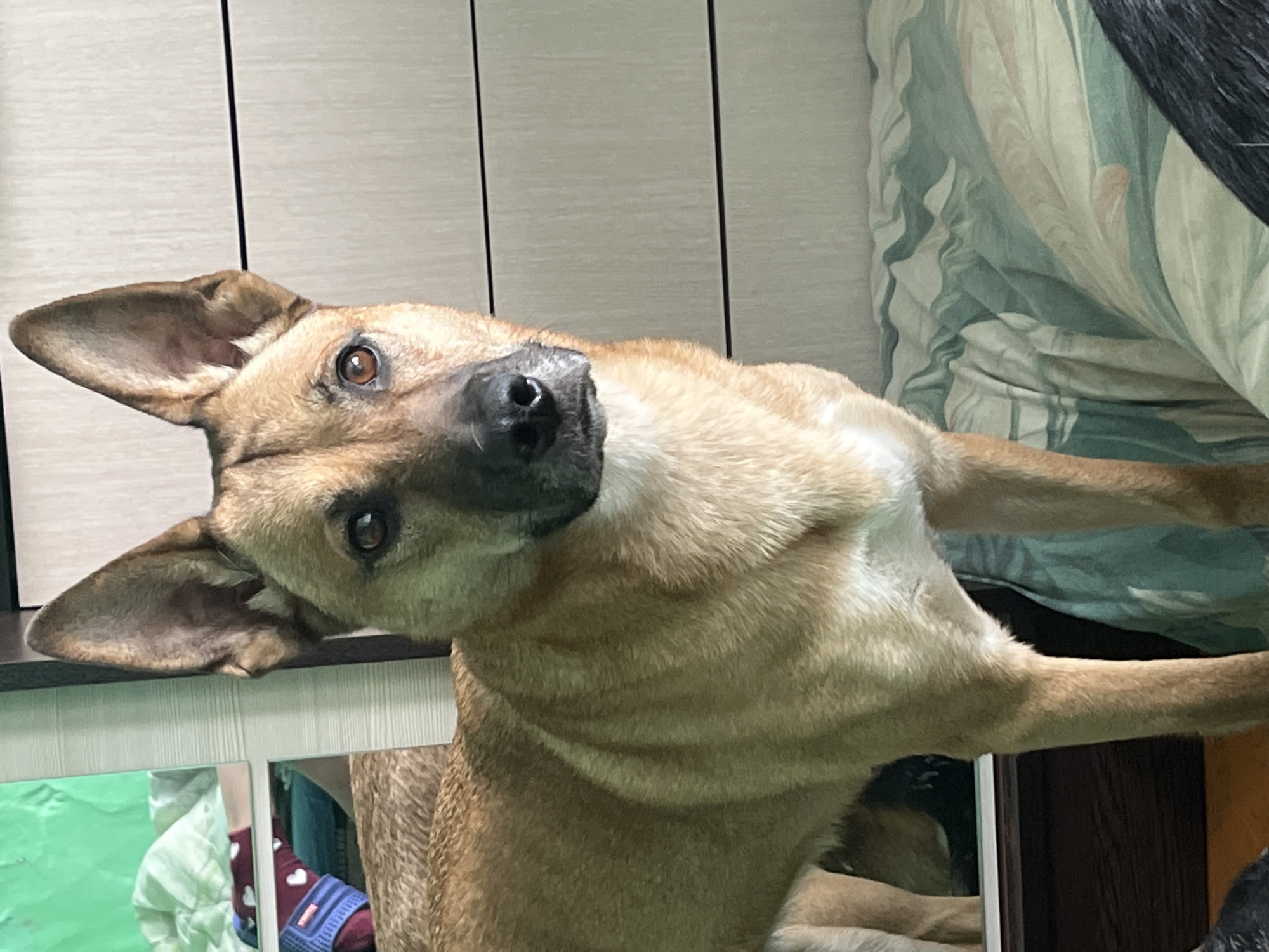 Dogs rest peacefully in homes across Nizhny Tagil