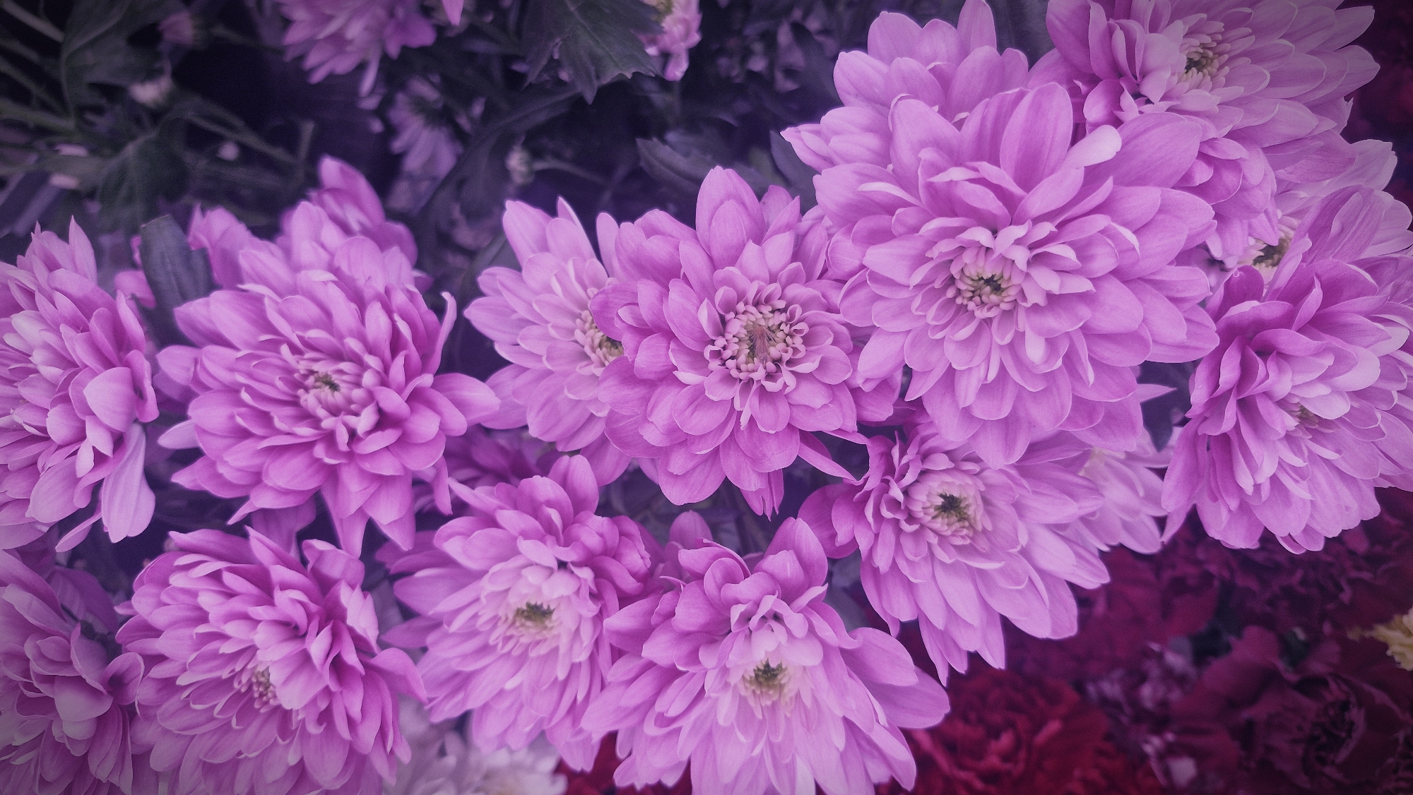 Artificial flower arrangements photographed in Plovdiv market display