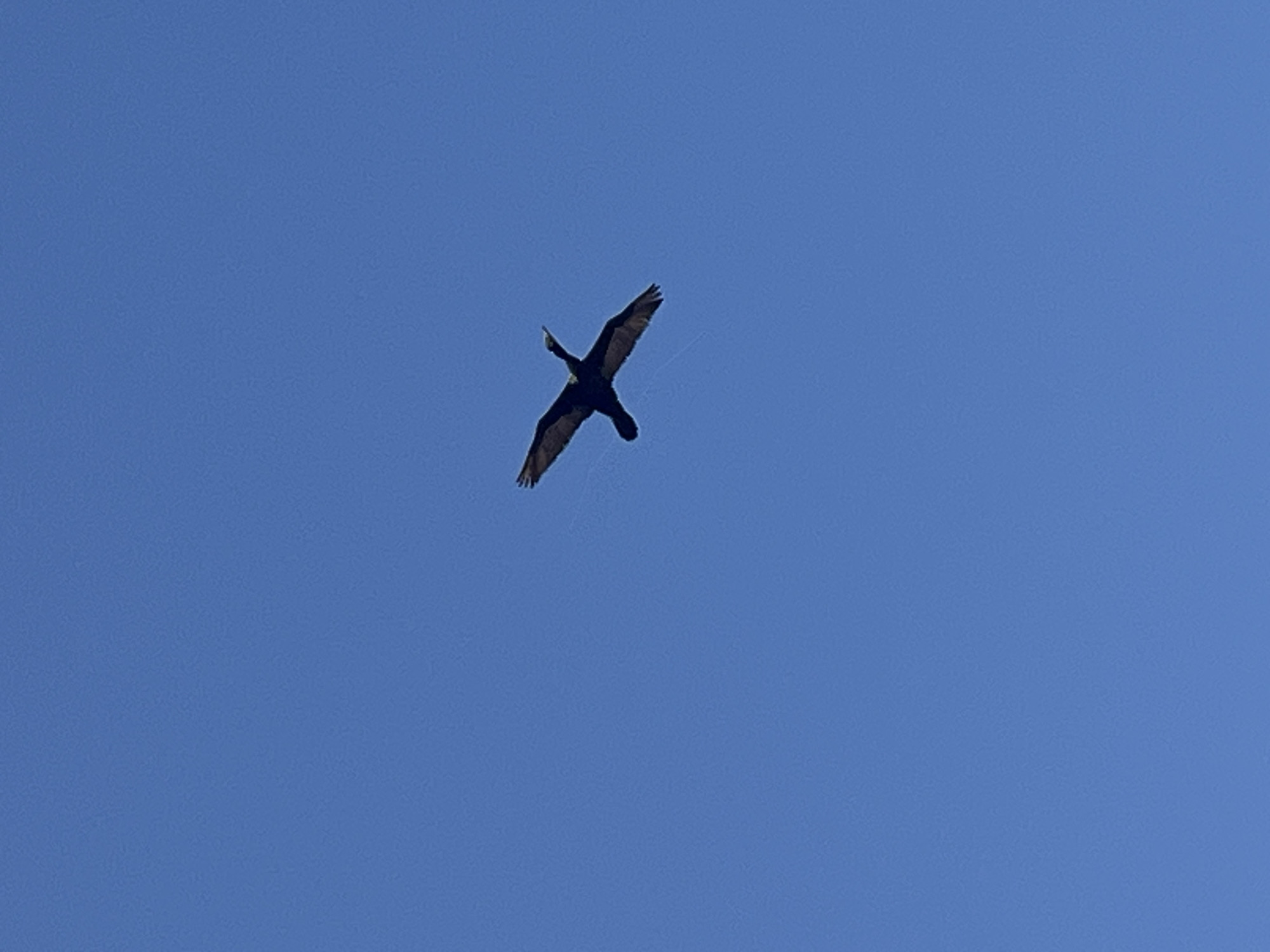 Vultures, seagulls, and jogger spotted along Arica-Chacalluta coast