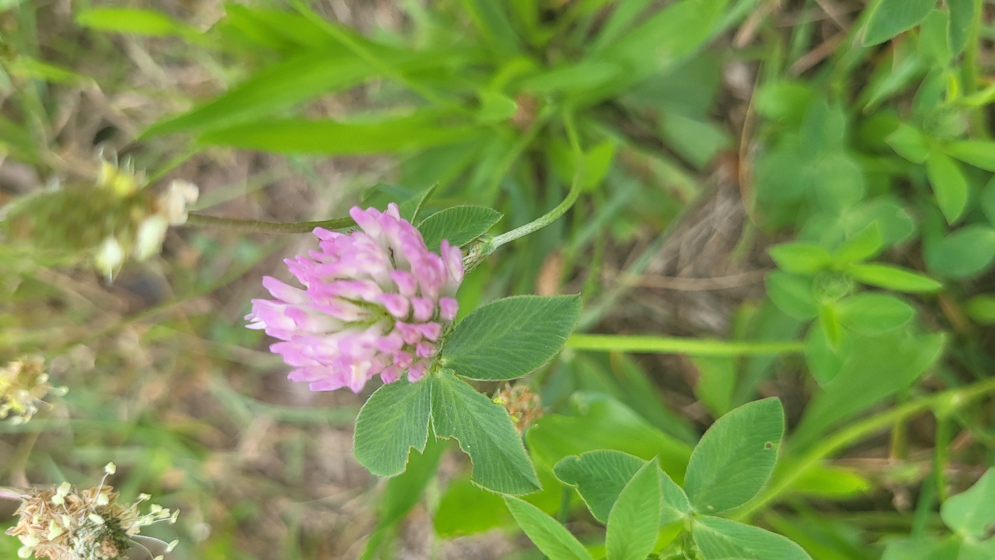 Wildflowers, river views, and street details in Prešov
