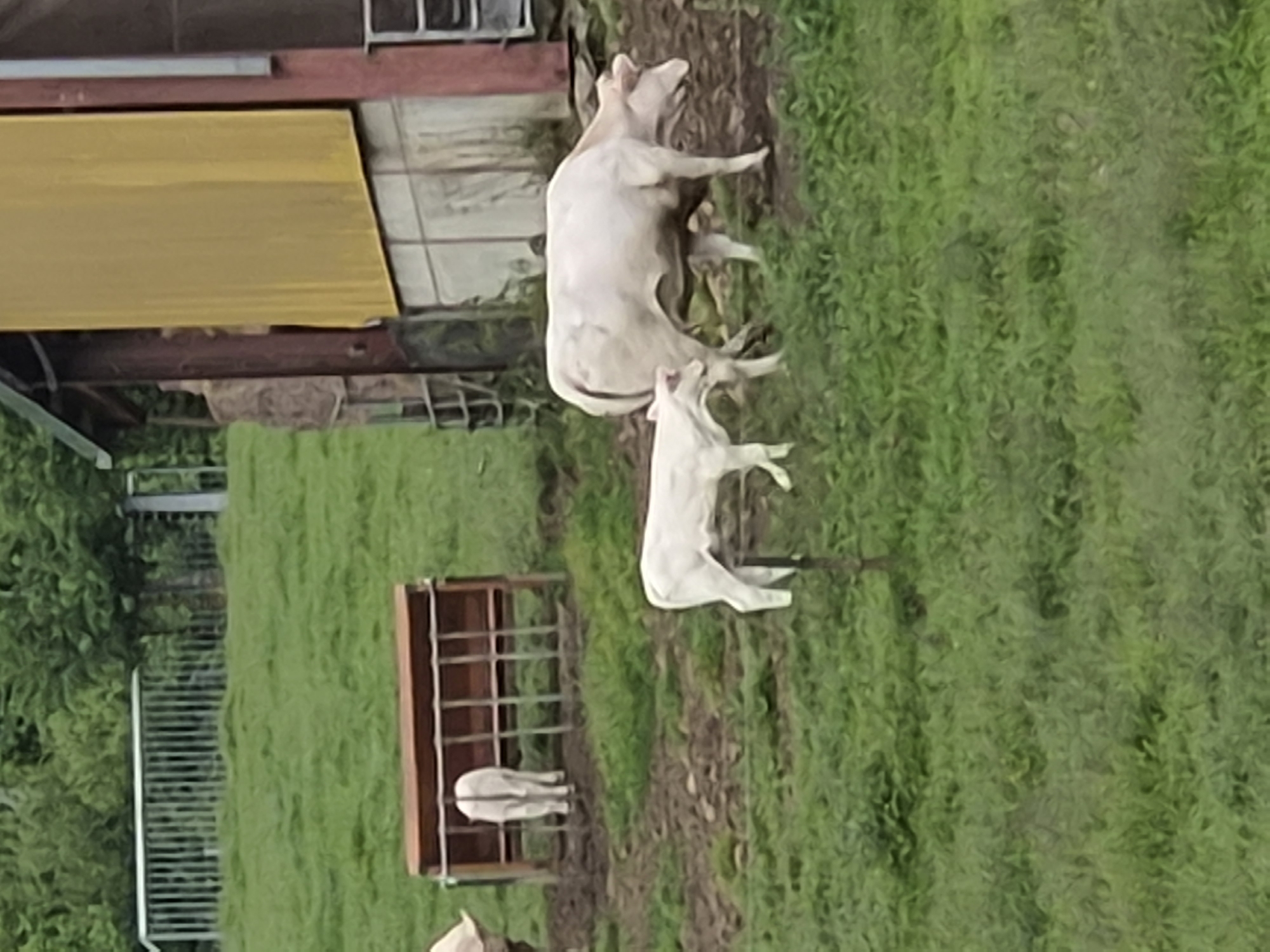 White cattle graze in pastoral field in Differdange, Luxembourg