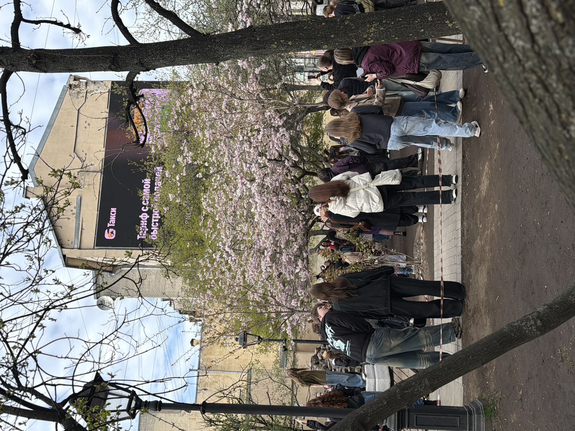 Spring cherry blossoms draw crowds in Saint Petersburg