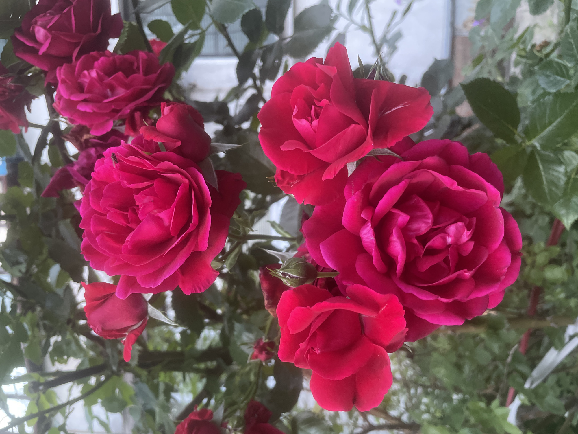 Close-up garden flowers: roses, daisies, and purple blooms