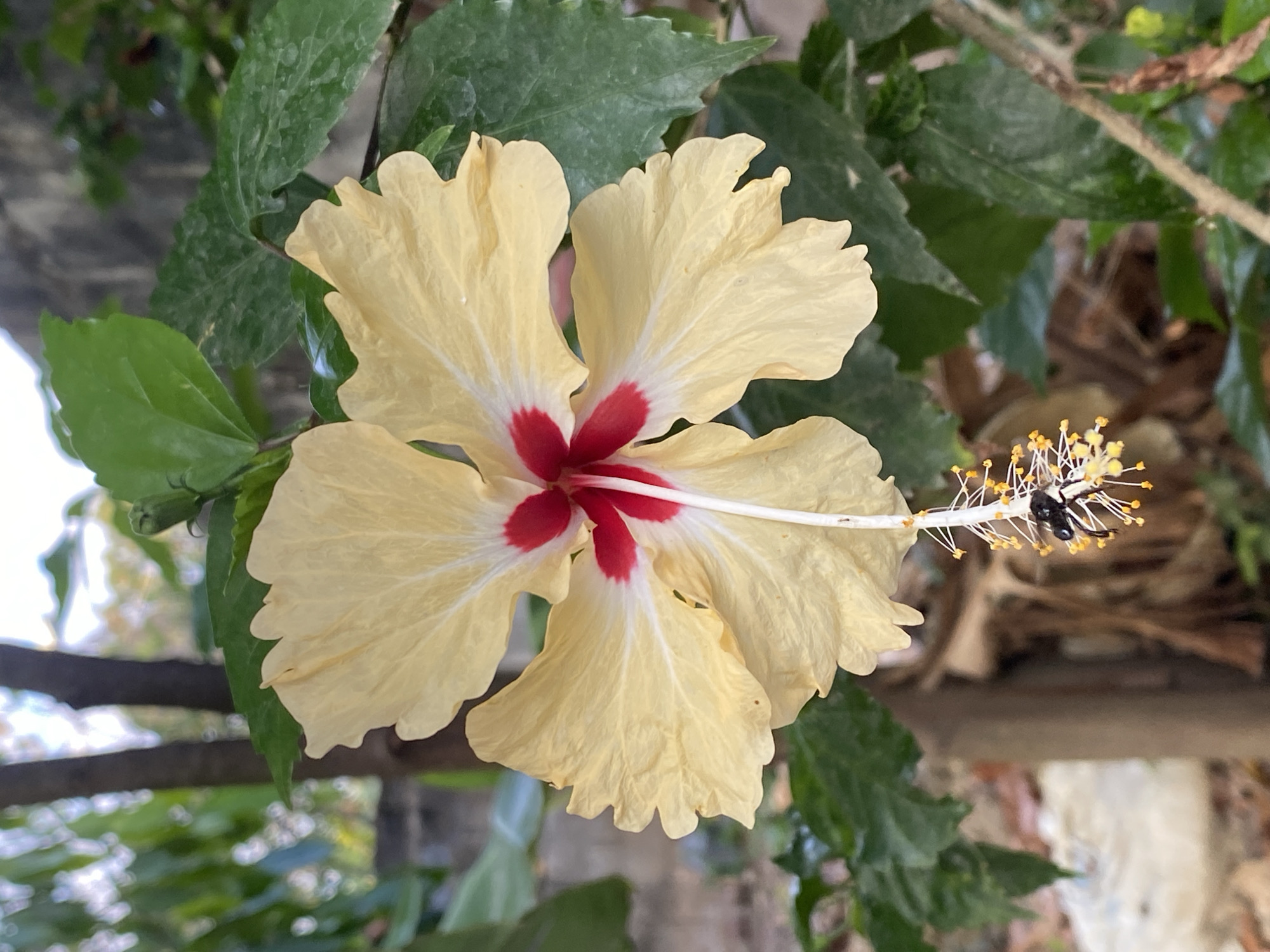 Hibiscus flower photographed with visiting insect in Tinaquillo, Venezuela