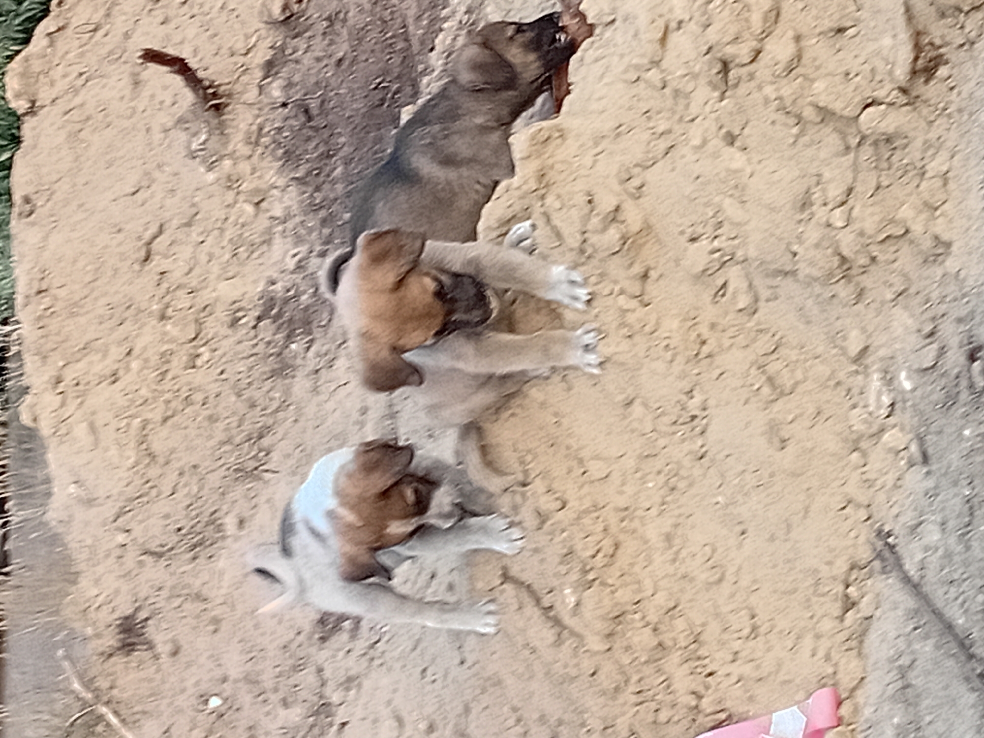 Puppies and construction sites on the dusty outskirts of Semey