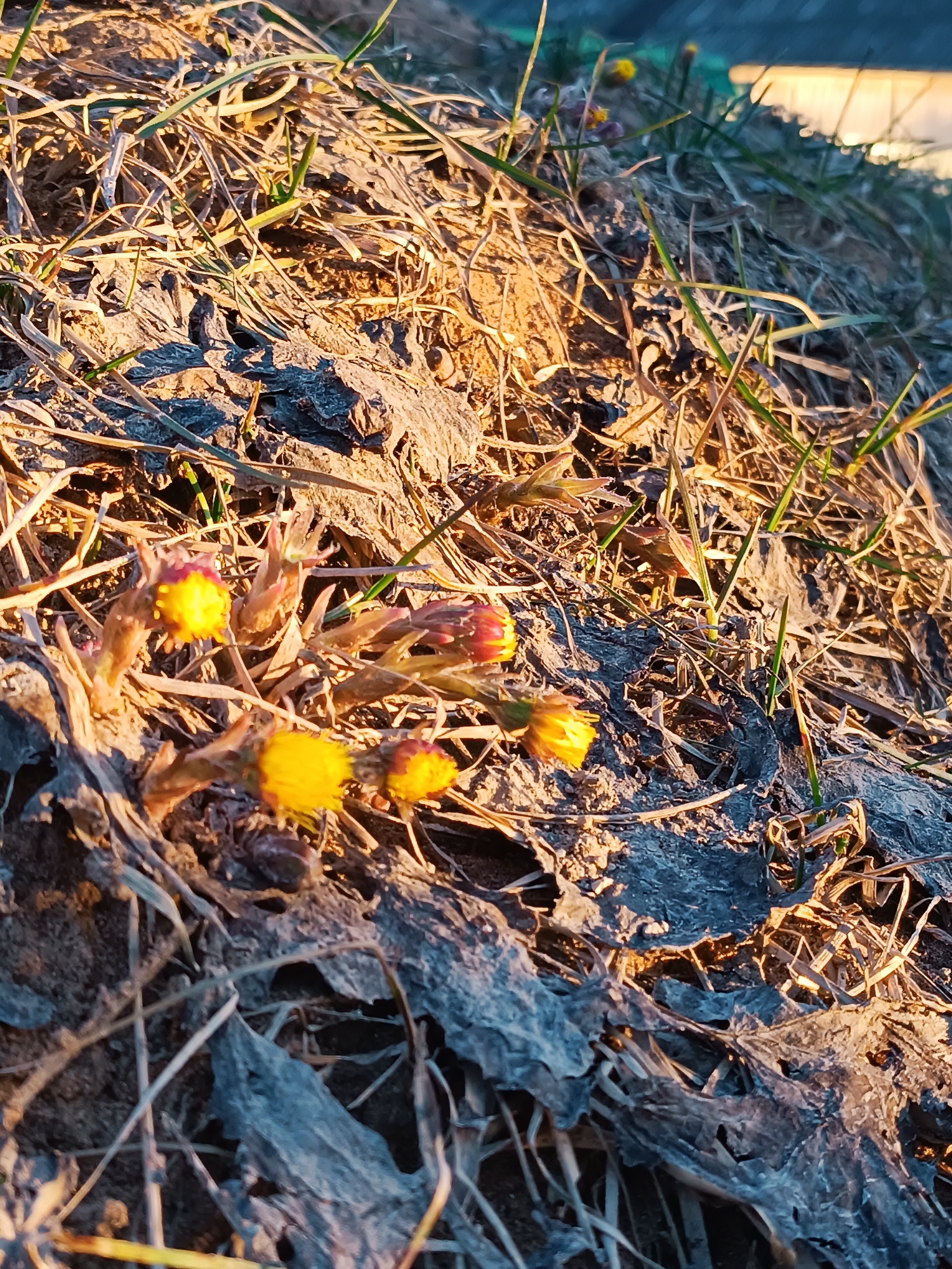 Spring moments documented in Russian village during sunset hour