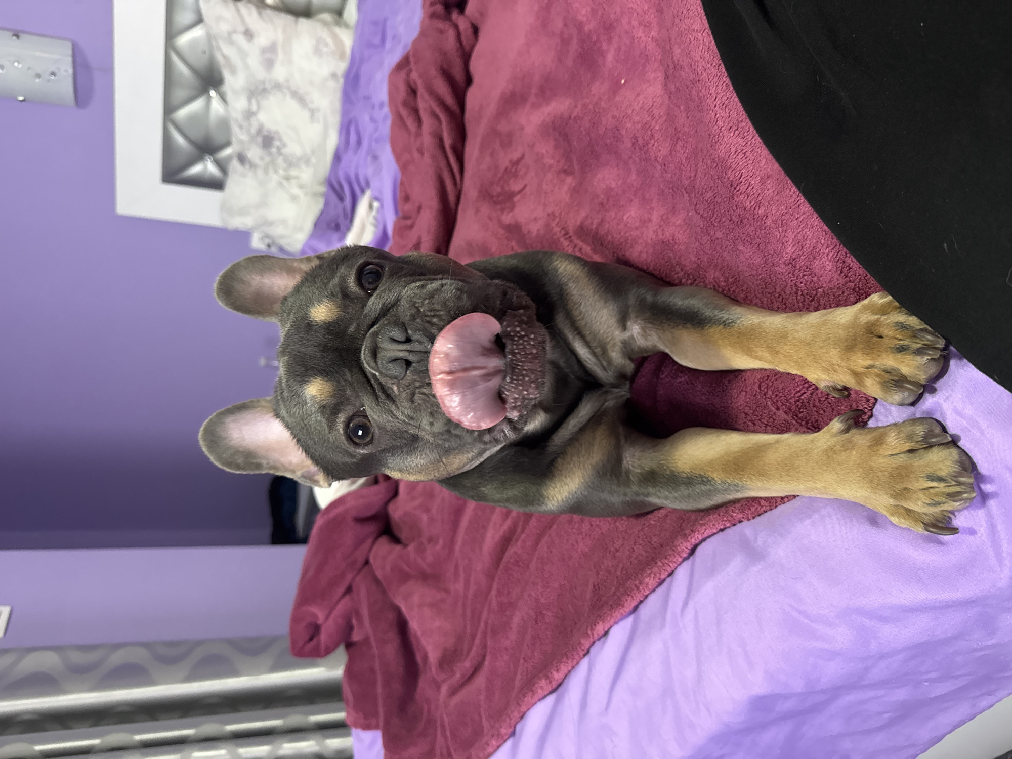 French Bulldog Puppies Photographed Playing on Bed in Burgas