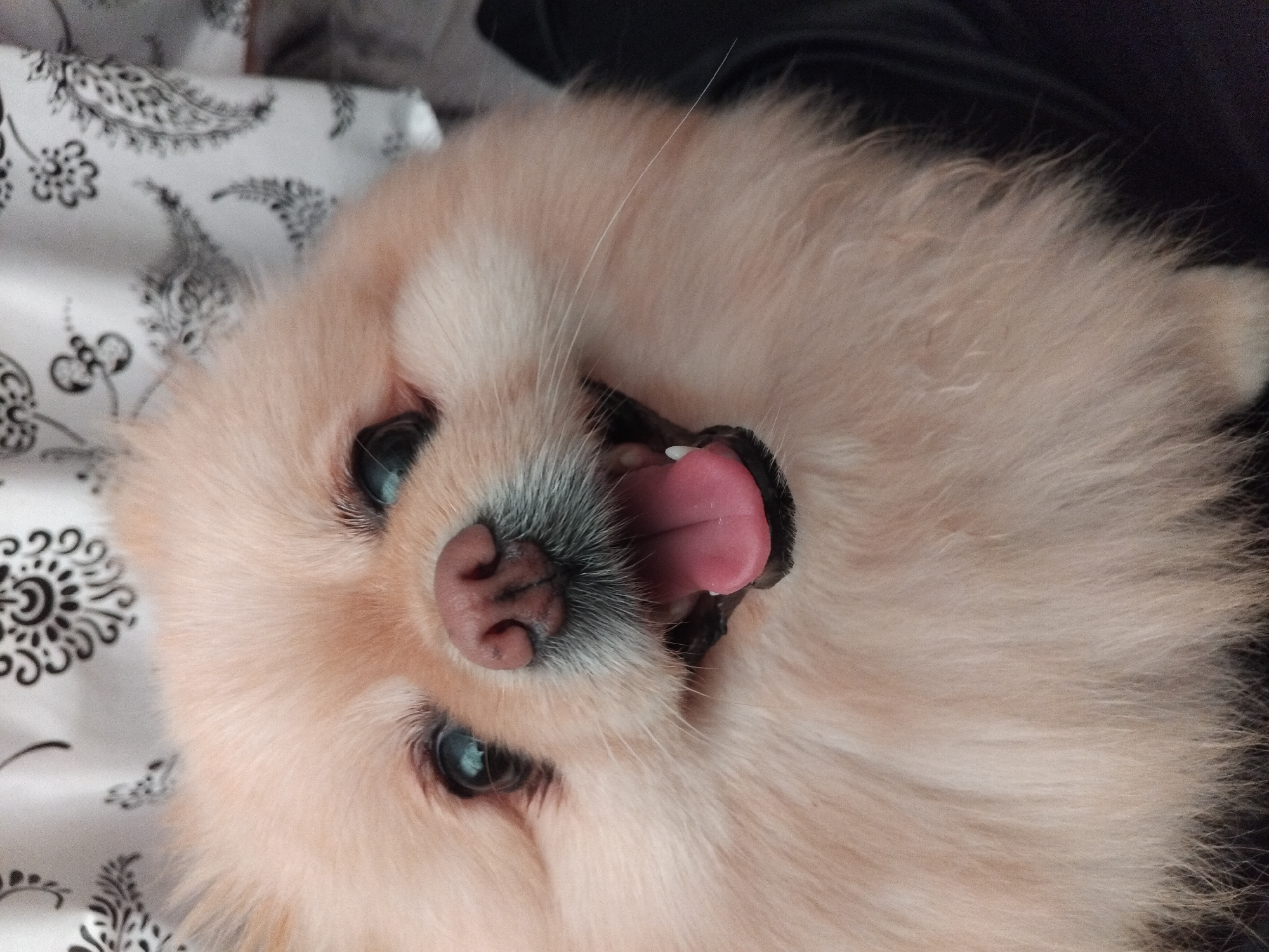 Pomeranian dog relaxing at home in Apriltsi, Bulgaria