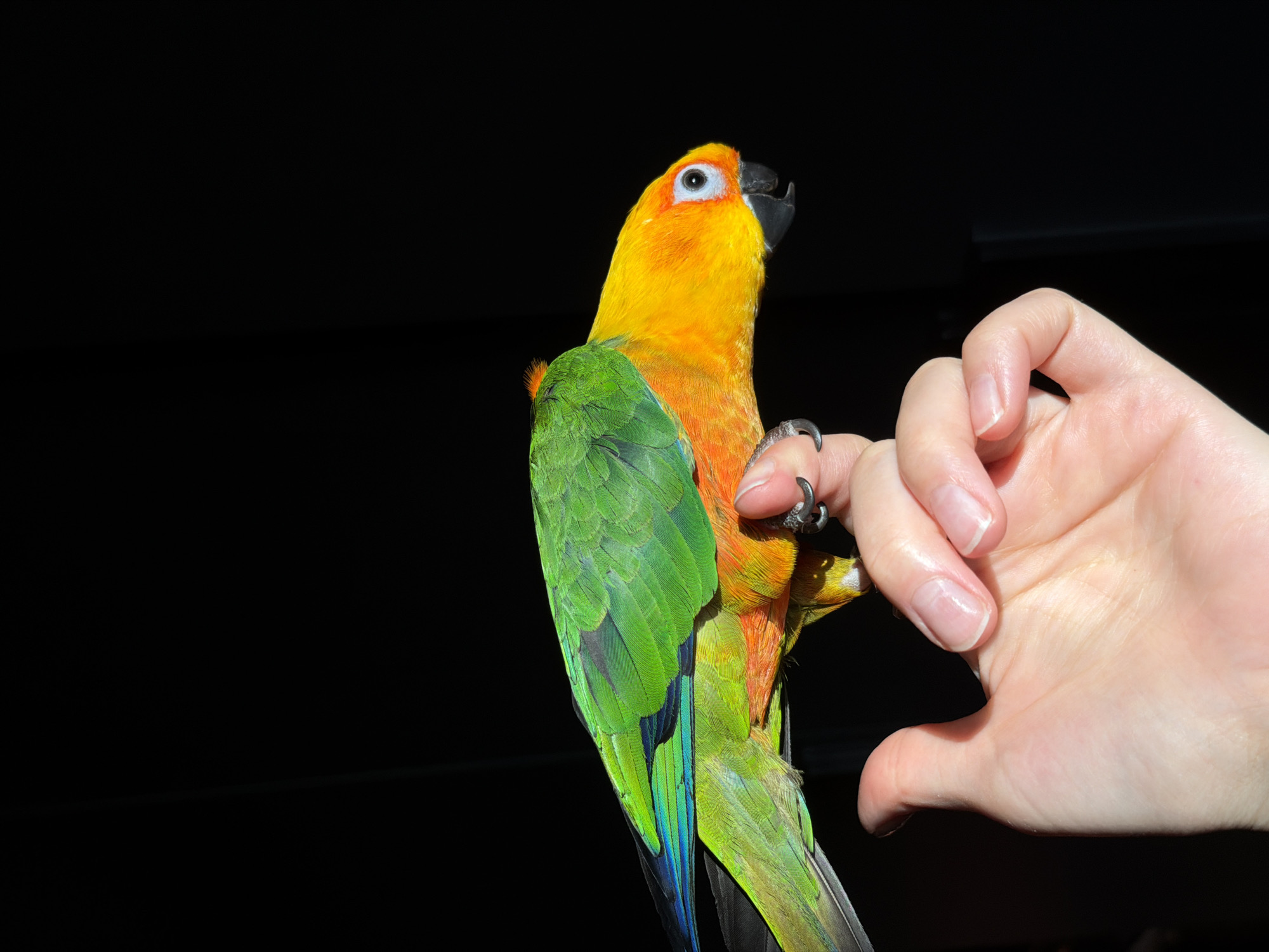 Evening stroll through Khimki features parrot encounter, memorials
