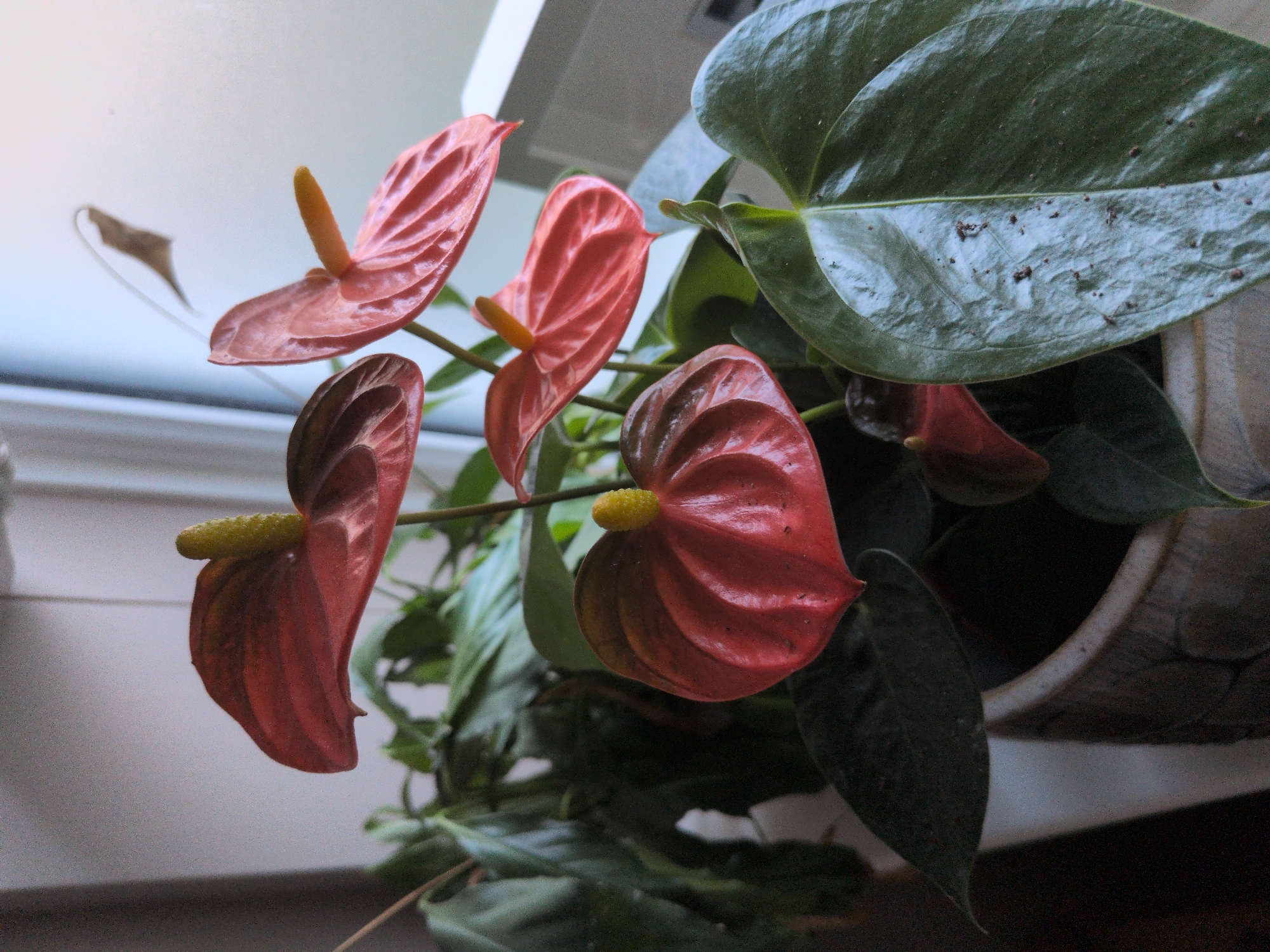 London resident tends plants, prepares meal ingredients Tuesday evening
