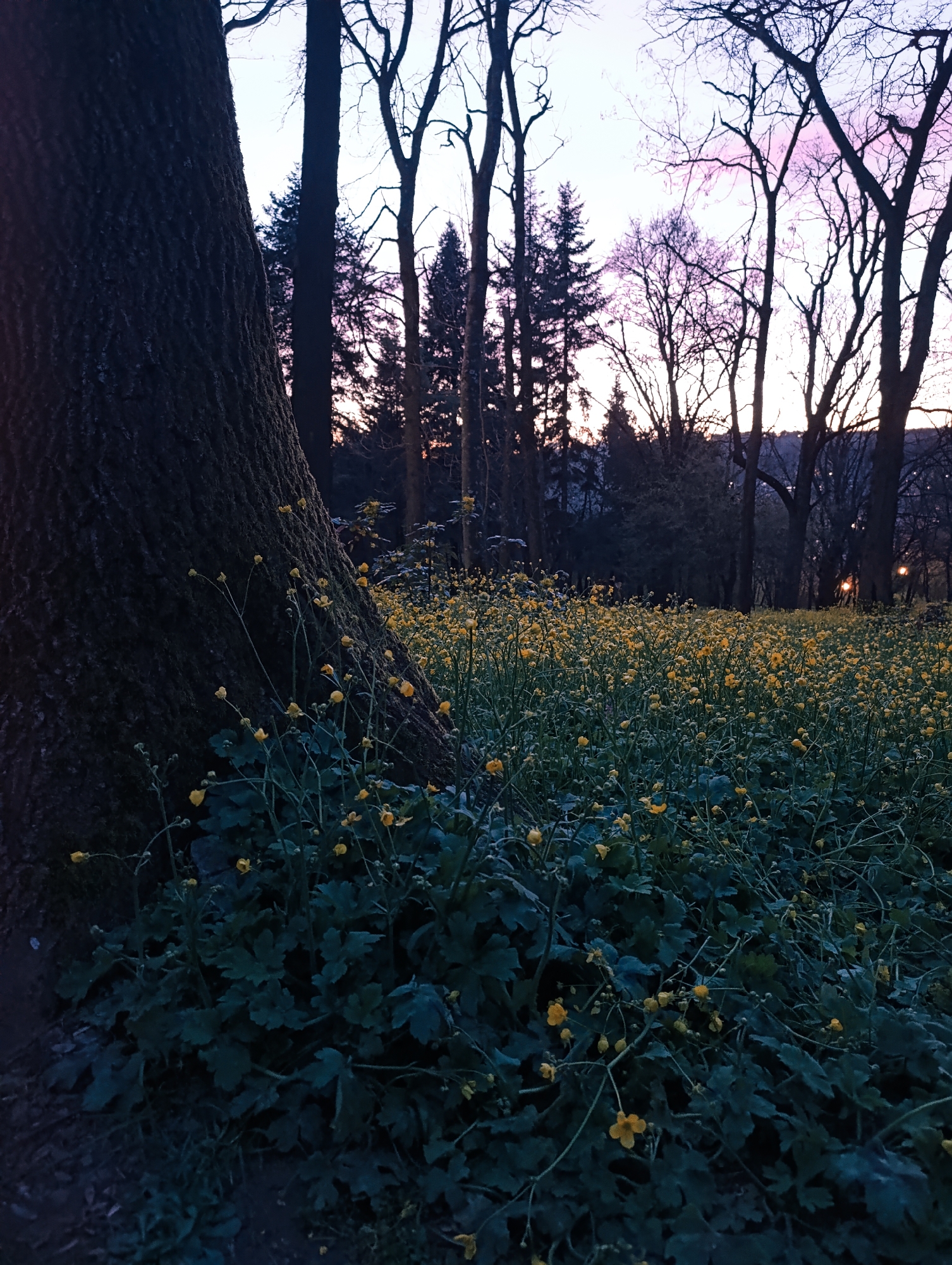Twilight park scene and polka dot fabric captured in Veliko Tarnovo