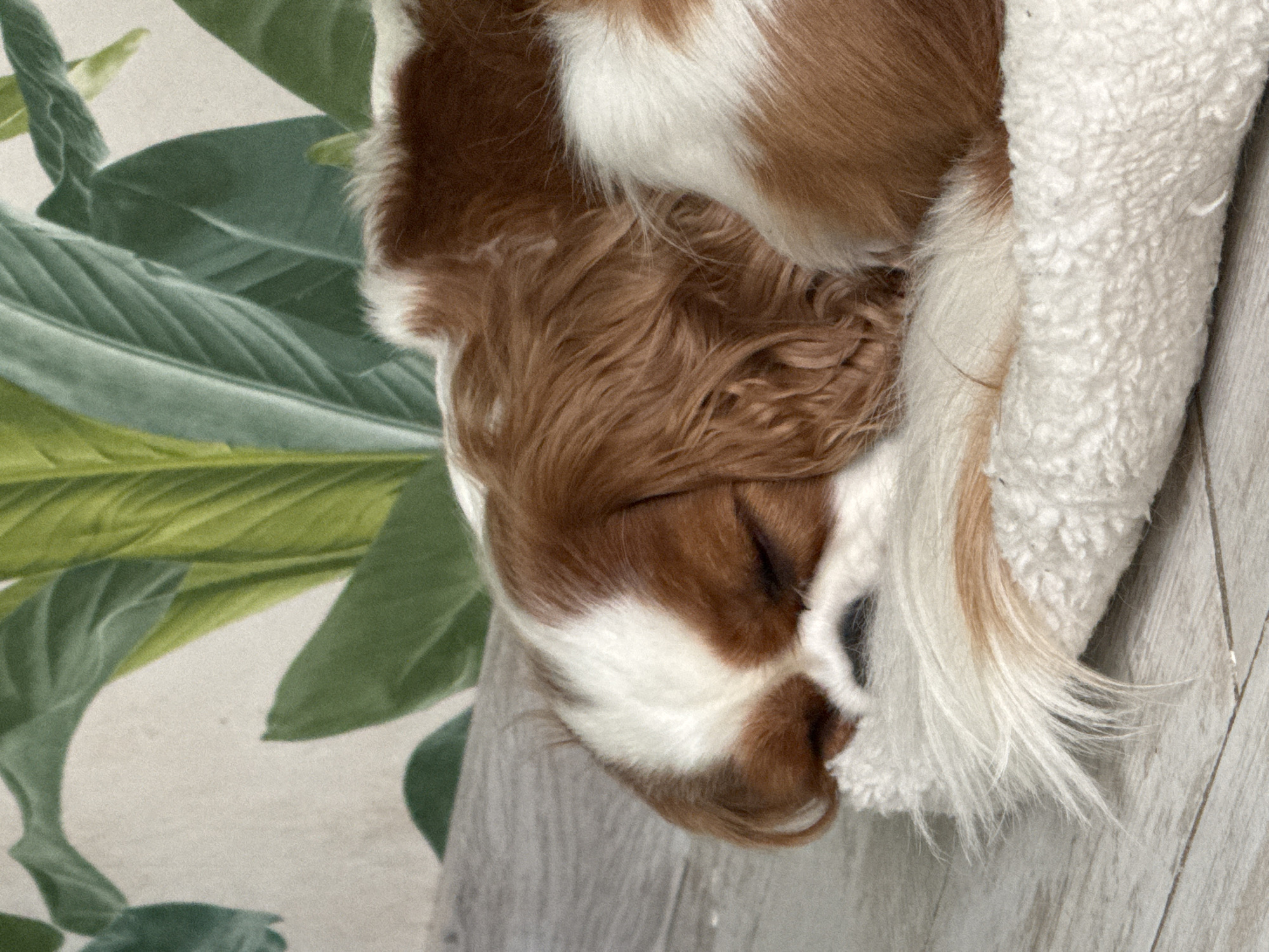 Cavalier King Charles Spaniel napping on a white dog bed