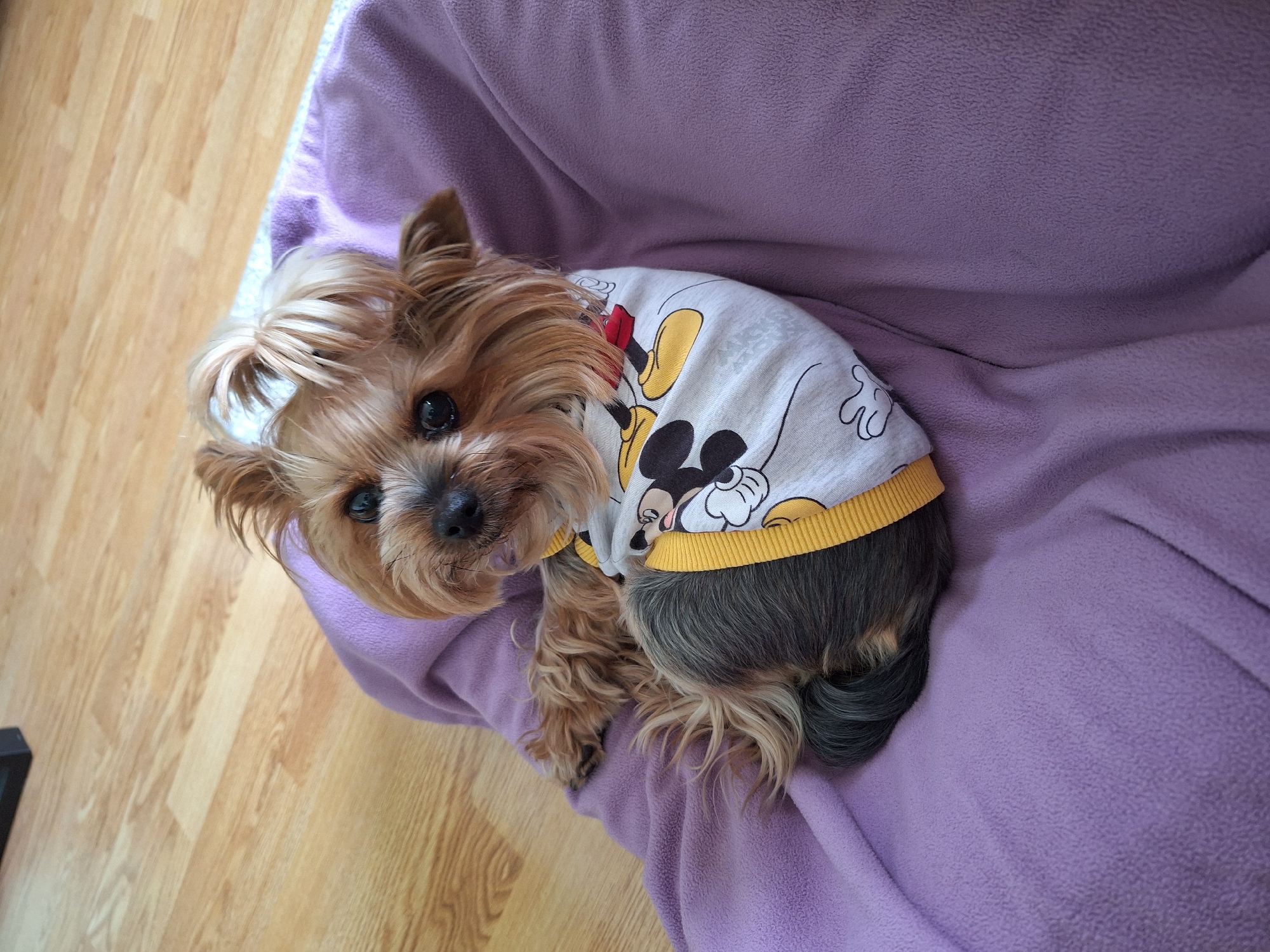 Yorkshire Terrier in Mickey Mouse shirt documented in Montana, Bulgaria