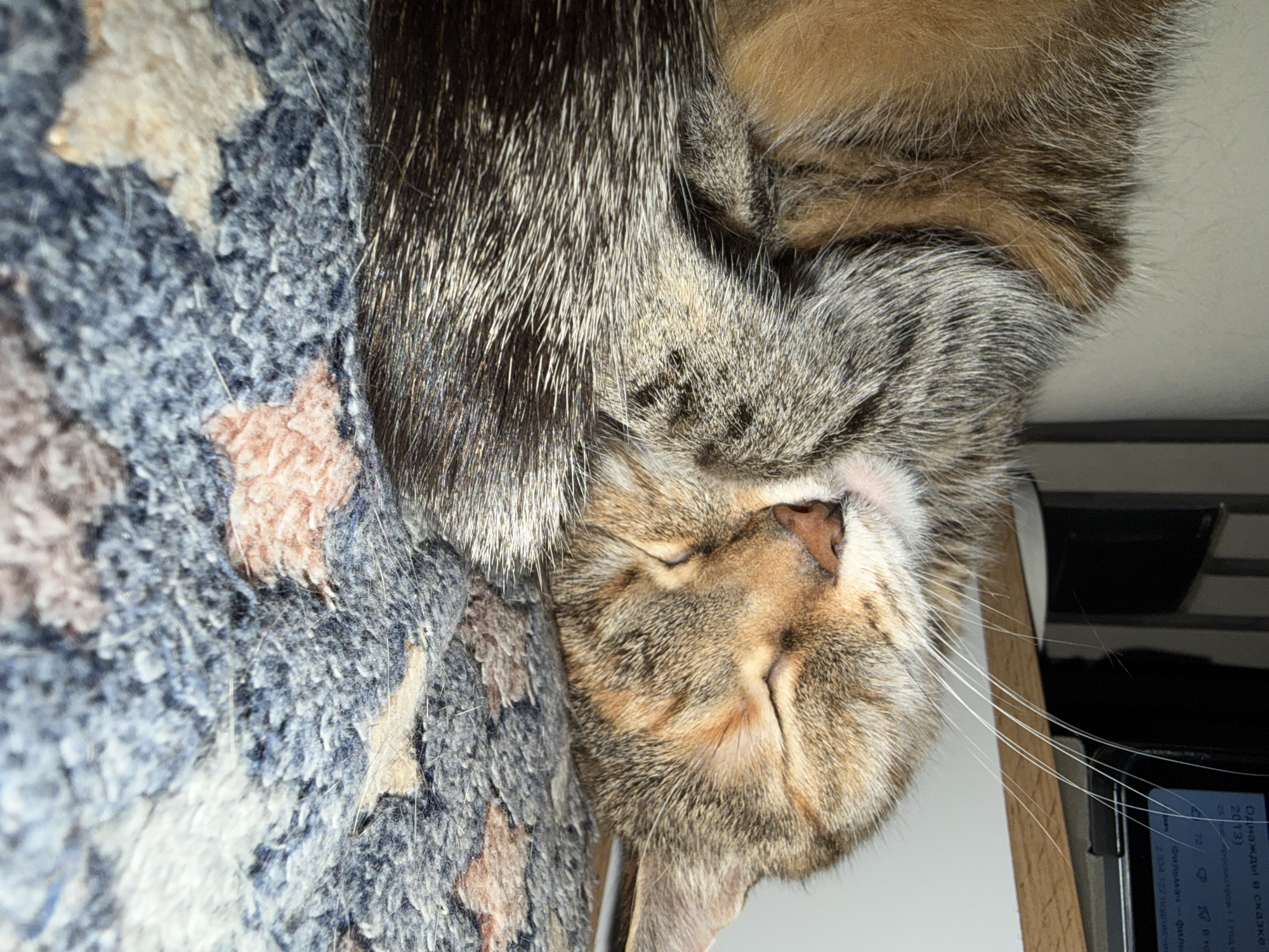 Cat resting at home during evening hours in Murino