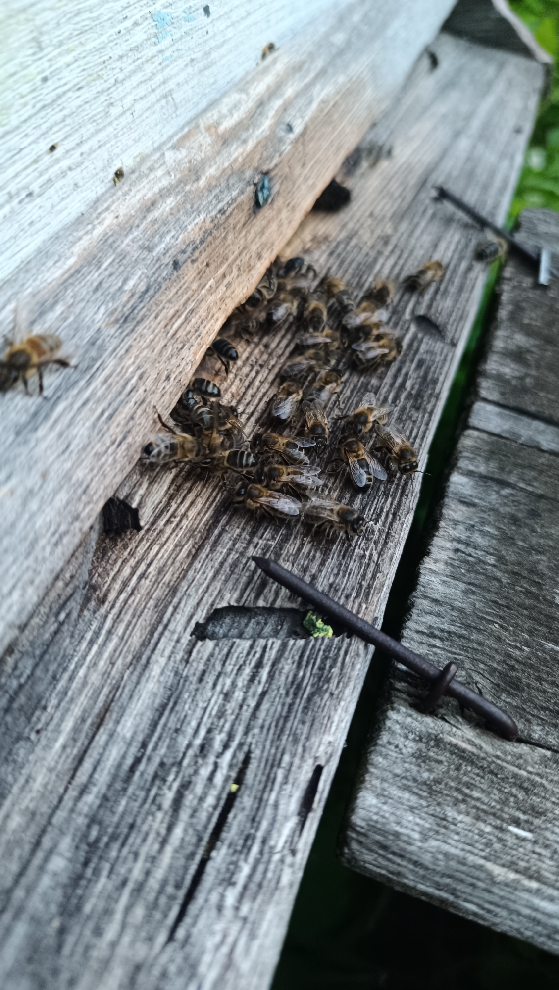 Karsha garden at golden hour: blooms, bees, and barn life