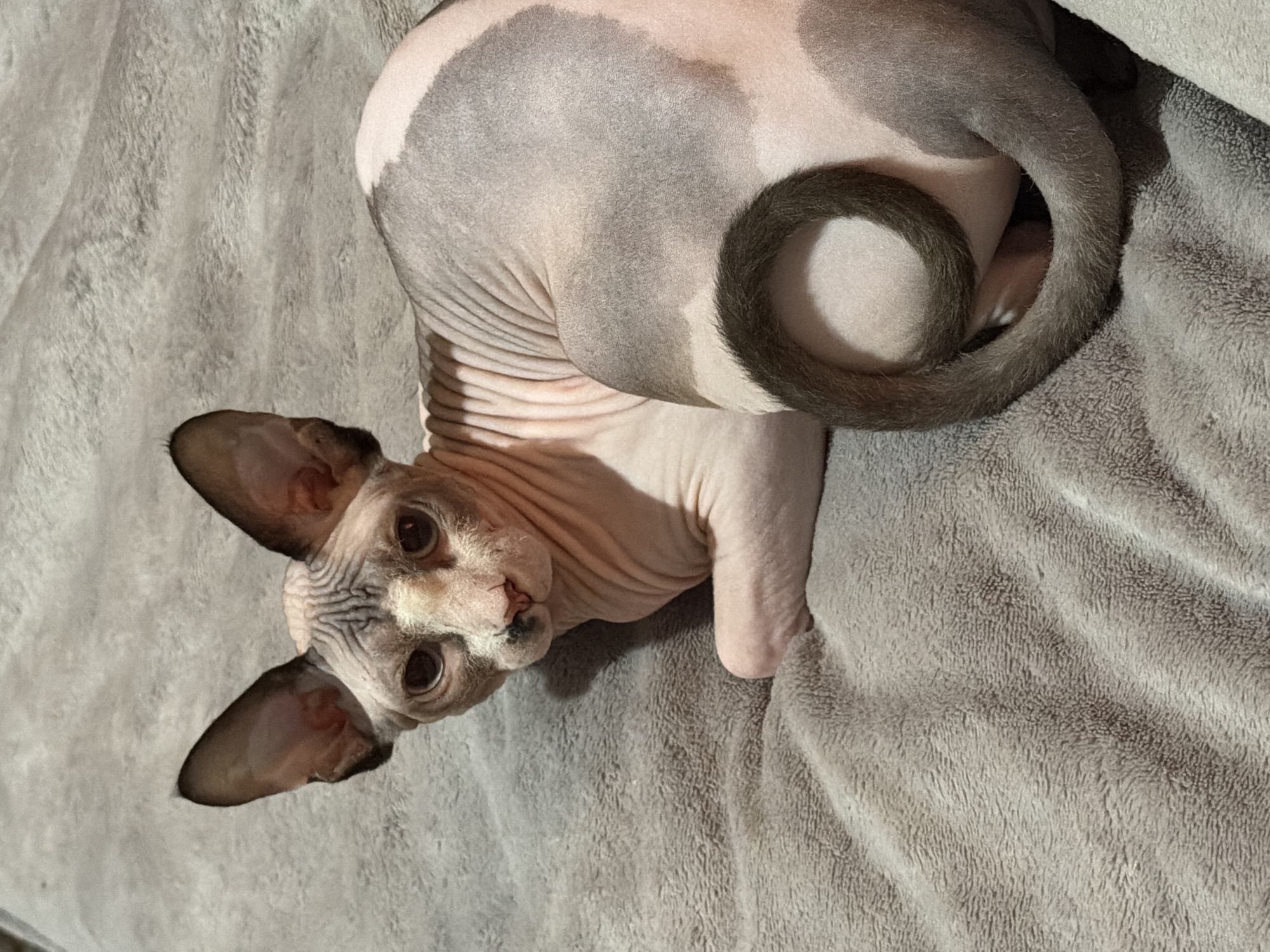 Sphynx Cat Observed Resting on Grey Blankets