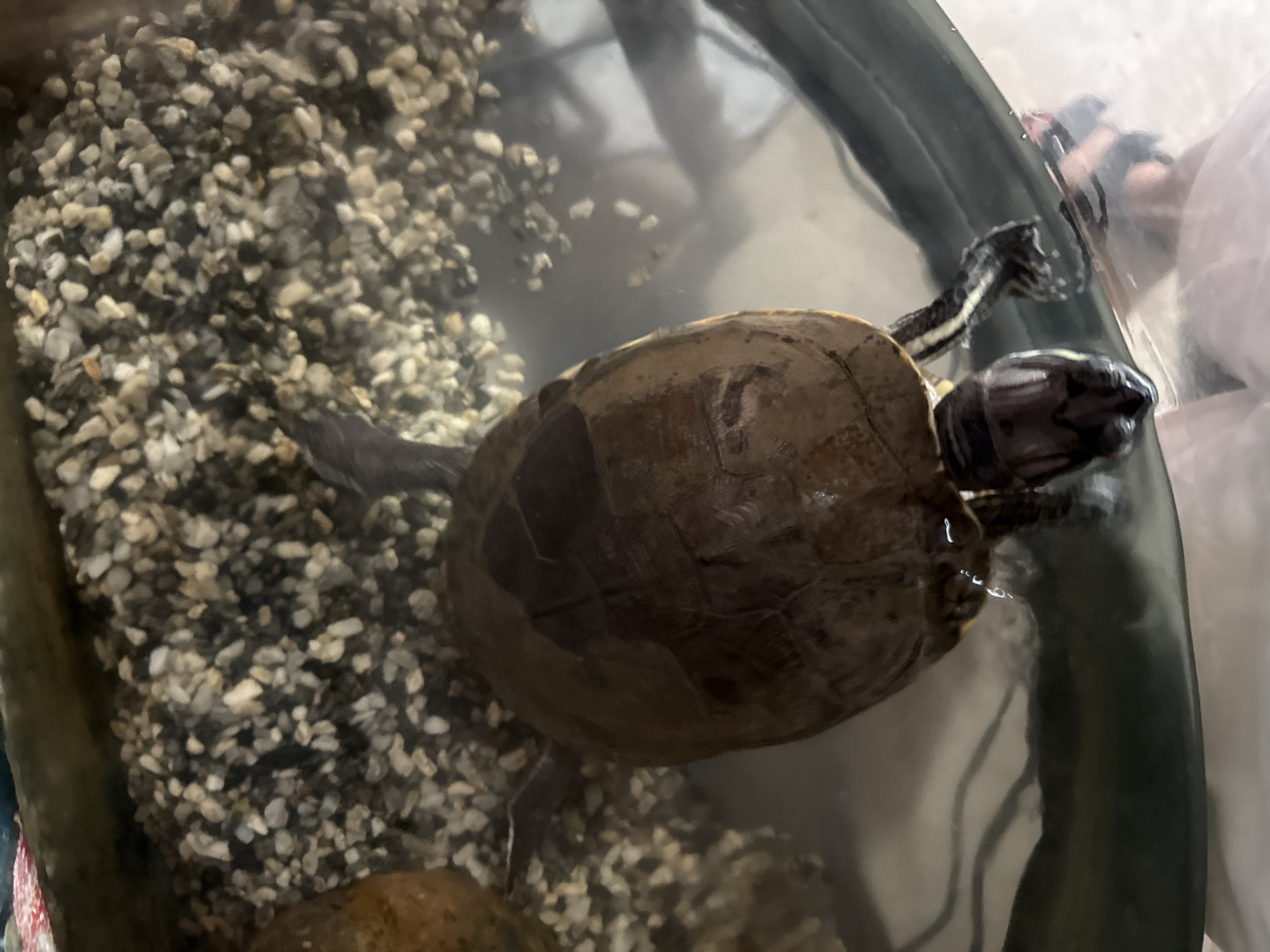 Turtle observed in indoor tank setup in Acapulco