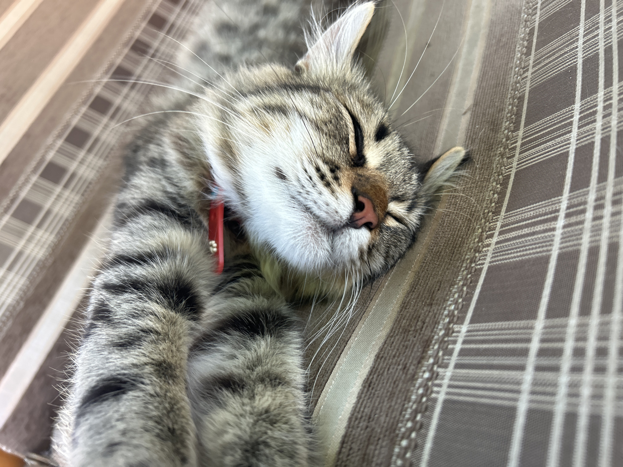 Domestic moments: sleeping tabby cat and homemade potato pancakes