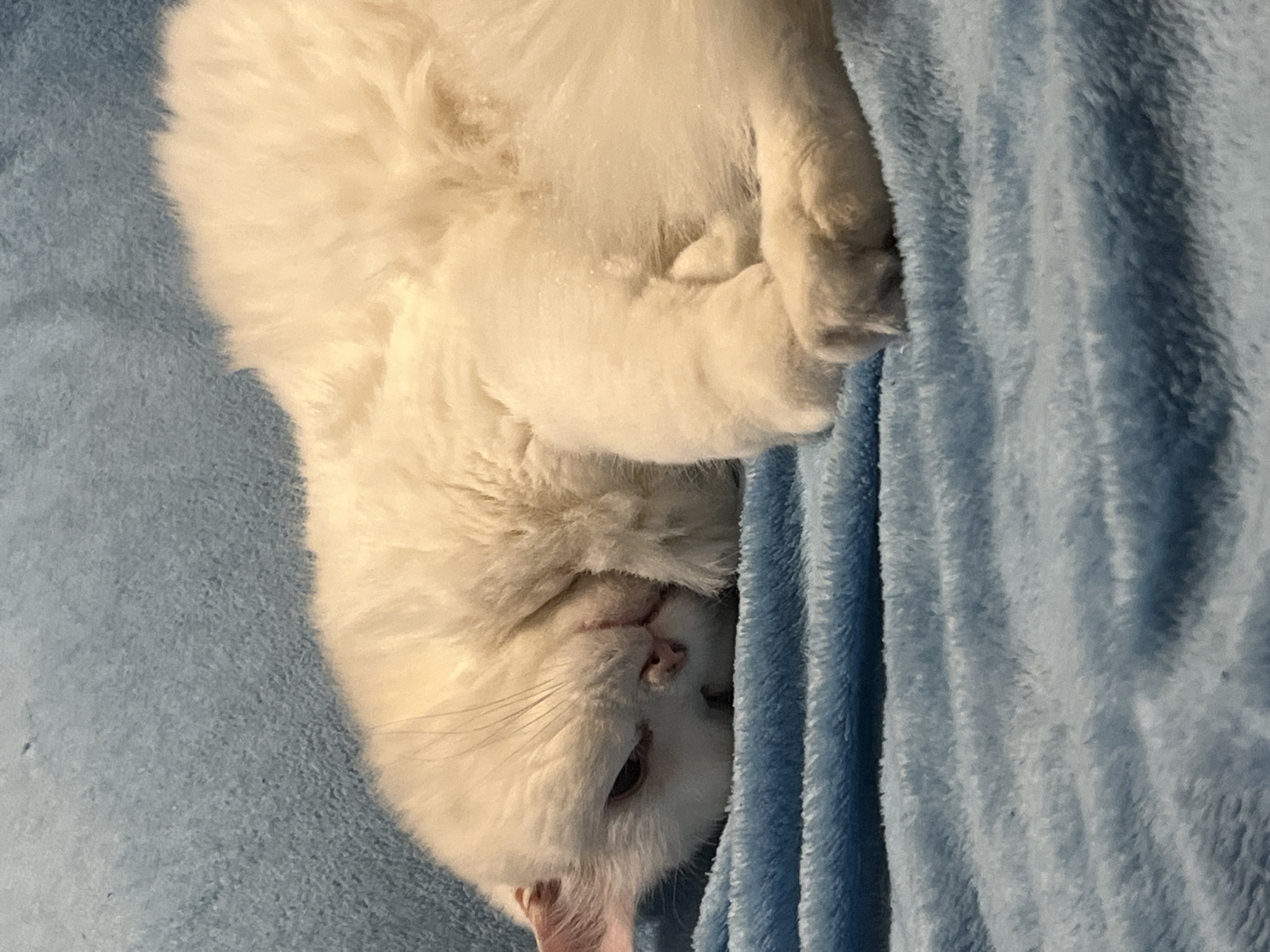 White cat enjoys quiet evening on blue blanket in Gandia