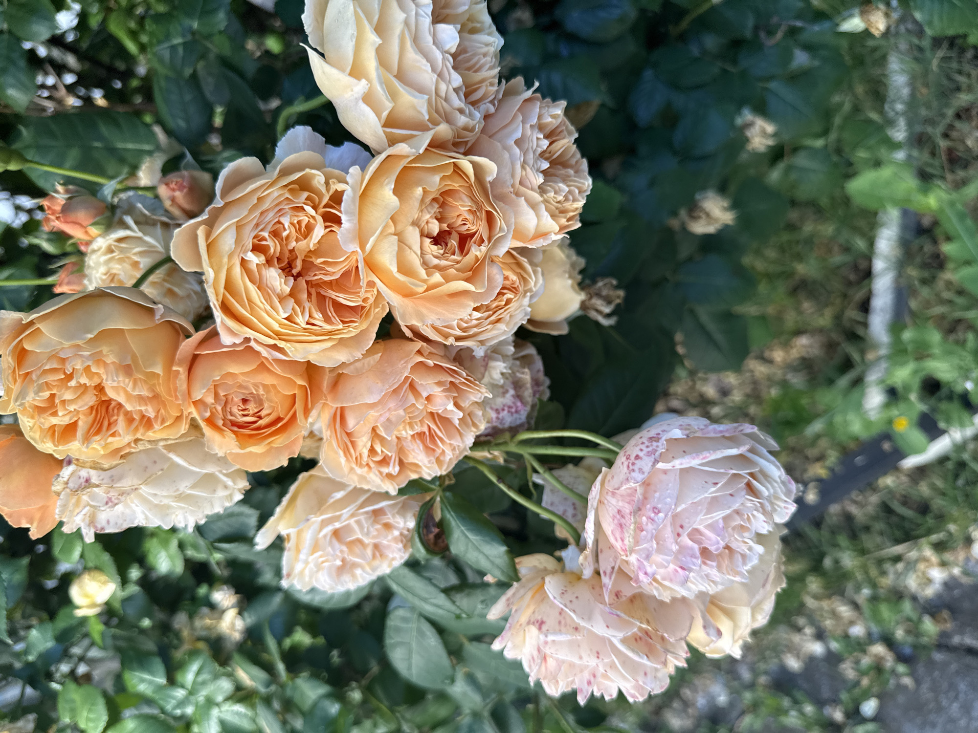 Morning zoo visit captures roses, mara, rabbit, guinea fowl