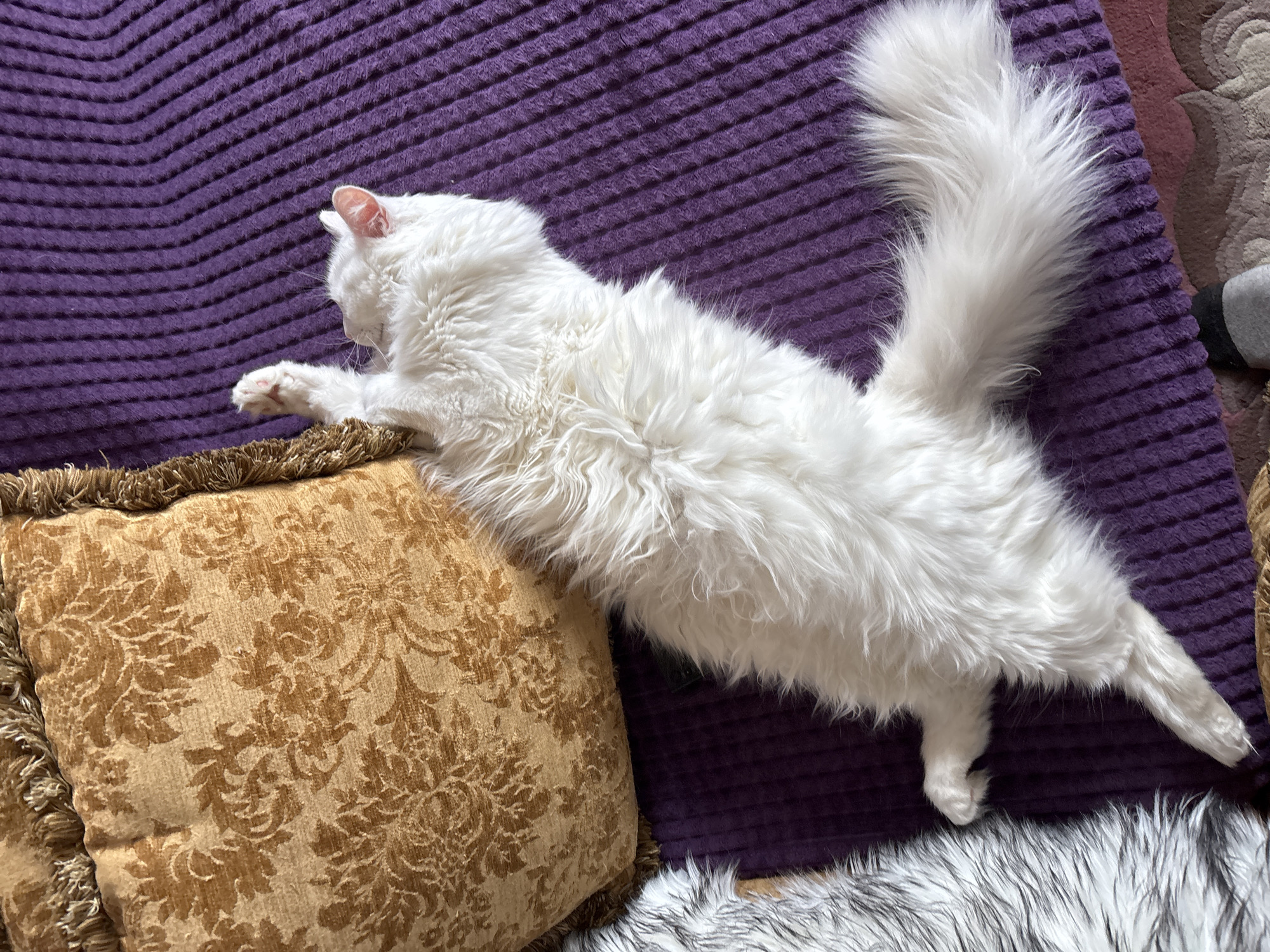 White cat spotted resting on purple surface in Minsk