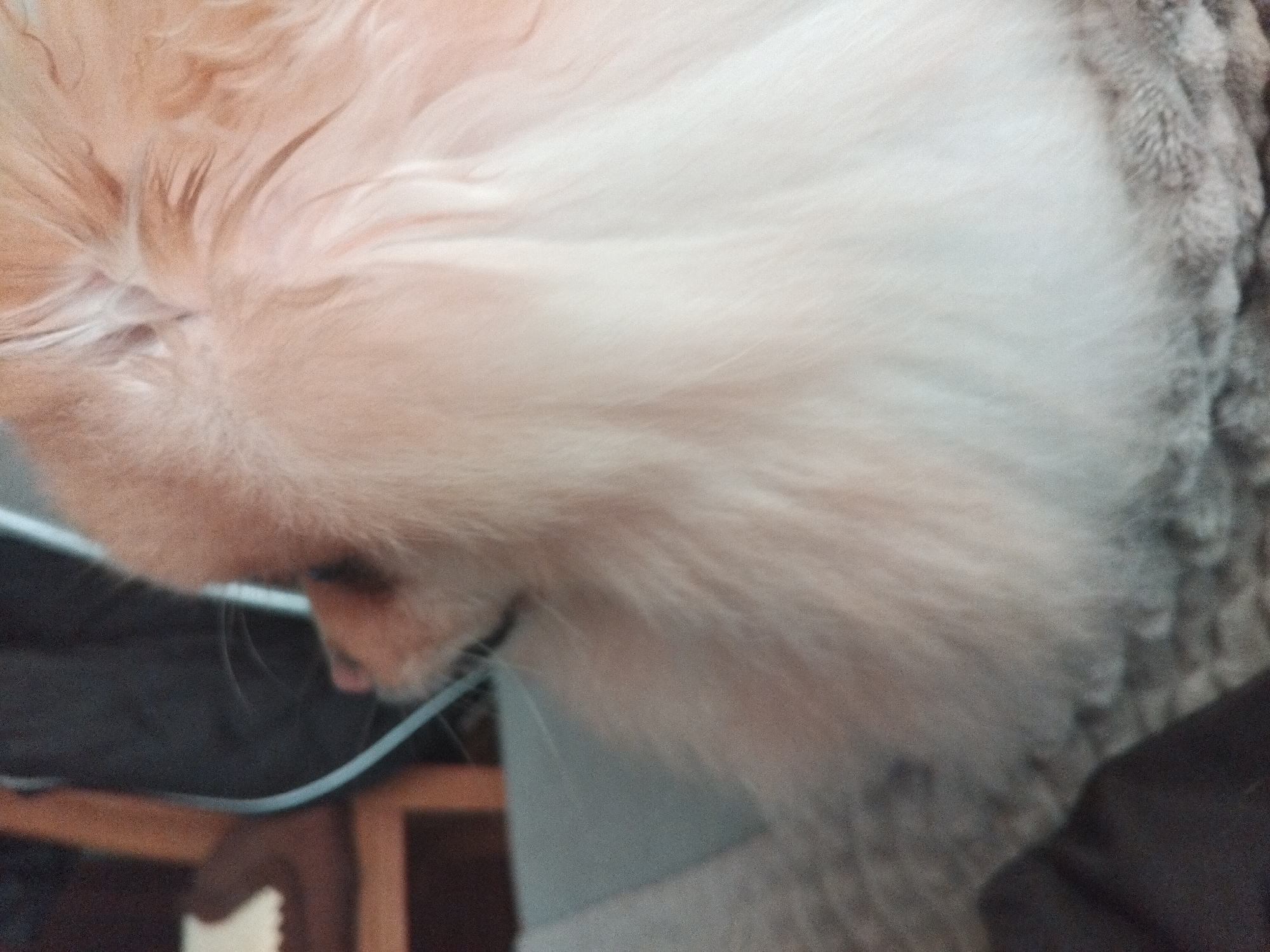 Cream Pomeranian lounging indoors in Apriltsi, Bulgaria